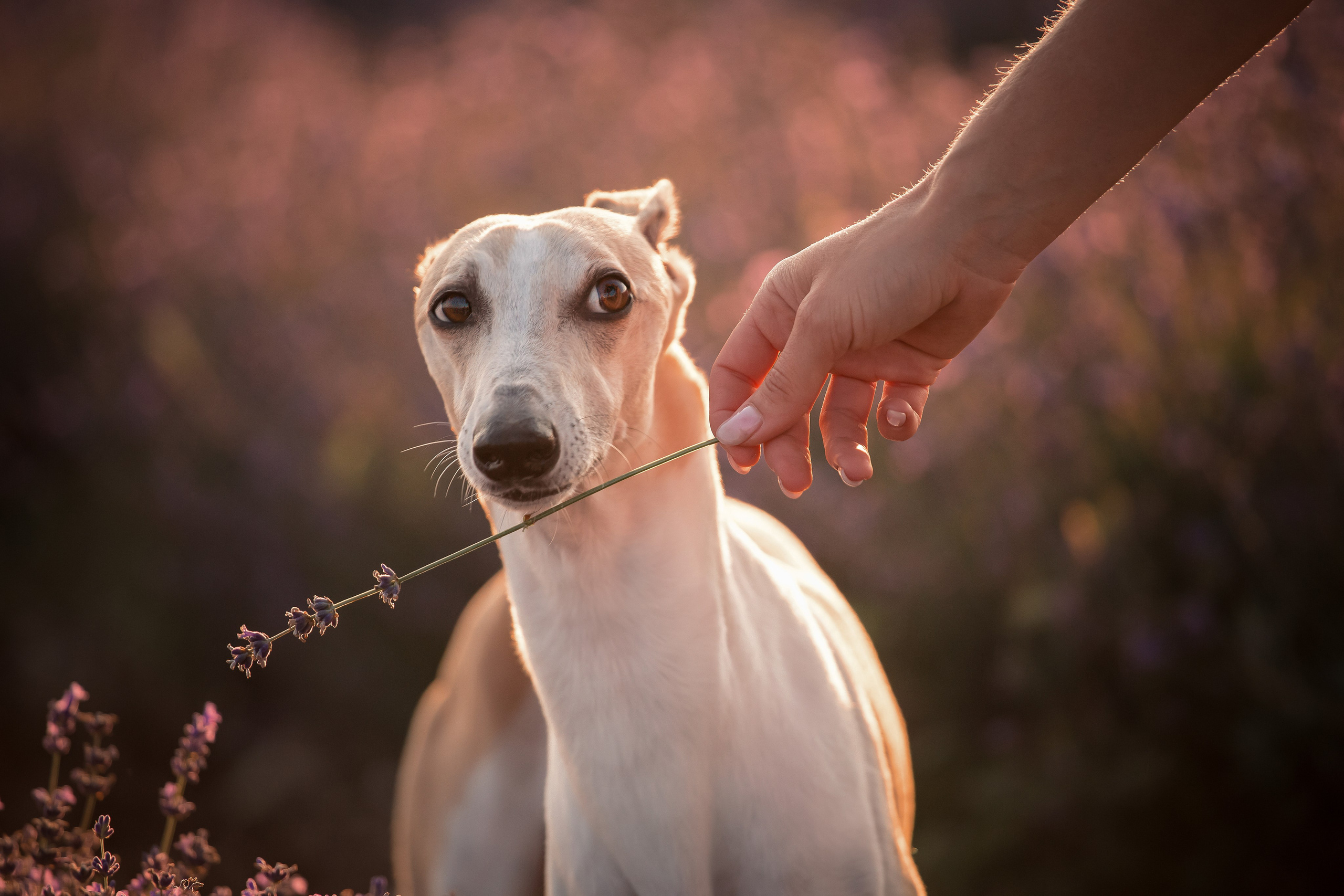 Лавандовое поле