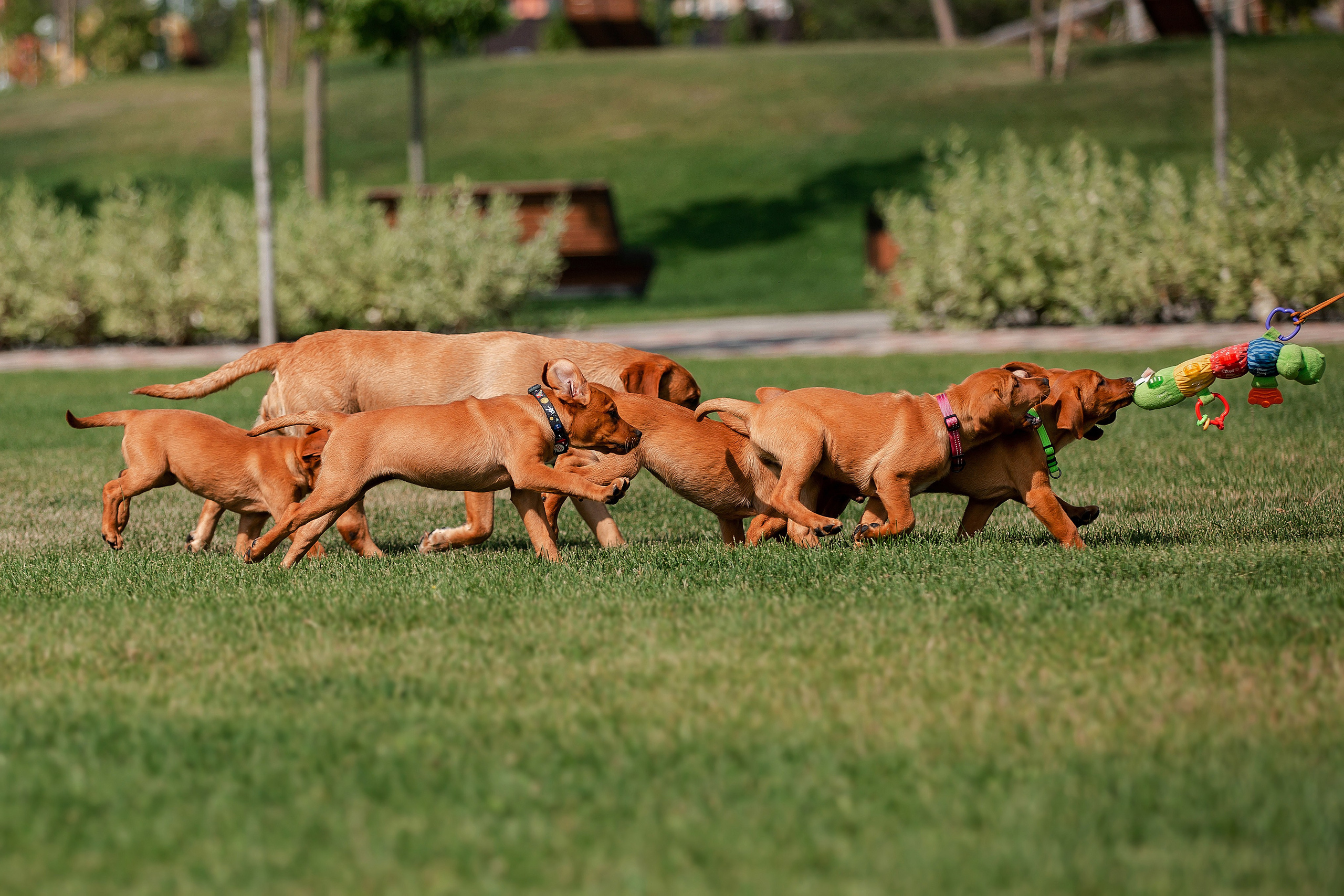 Антискучные щенки