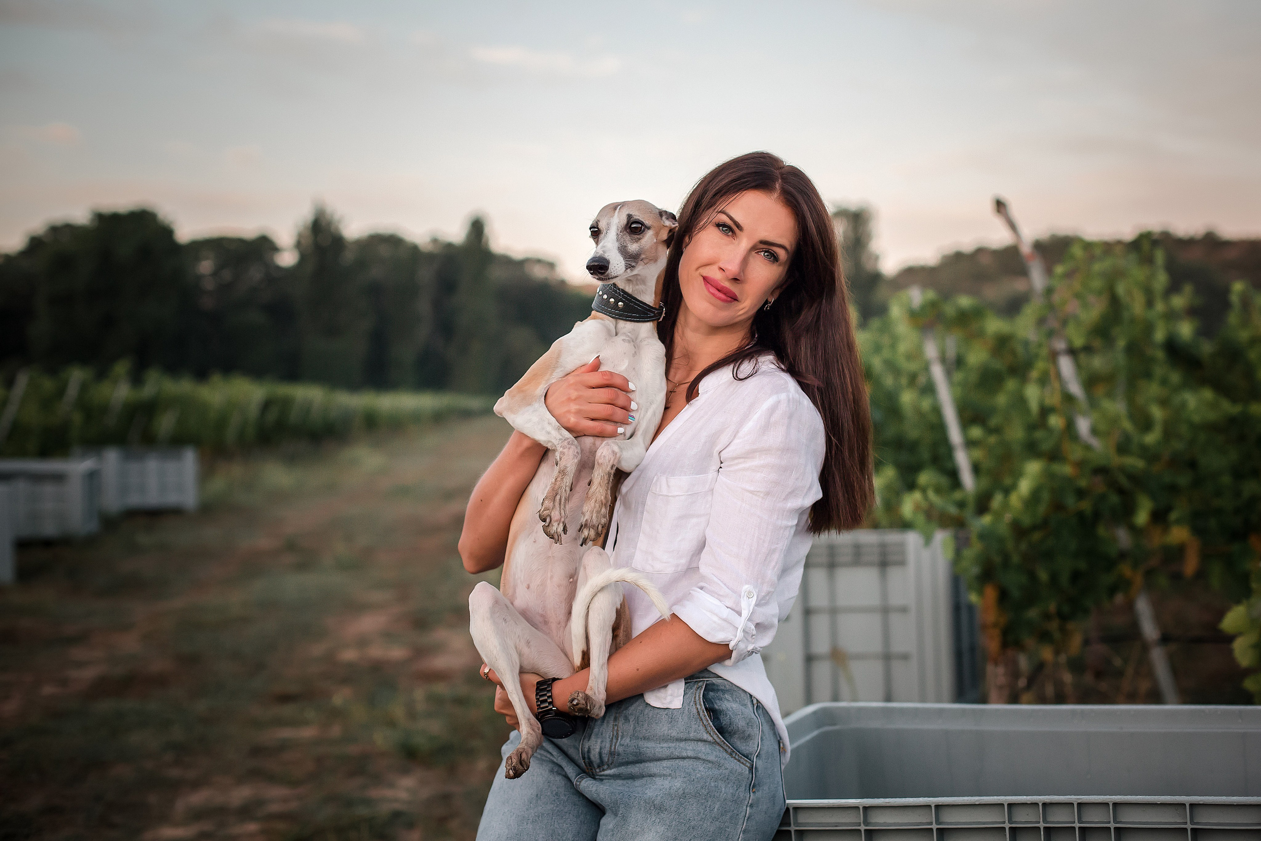 Рассветные виноградники