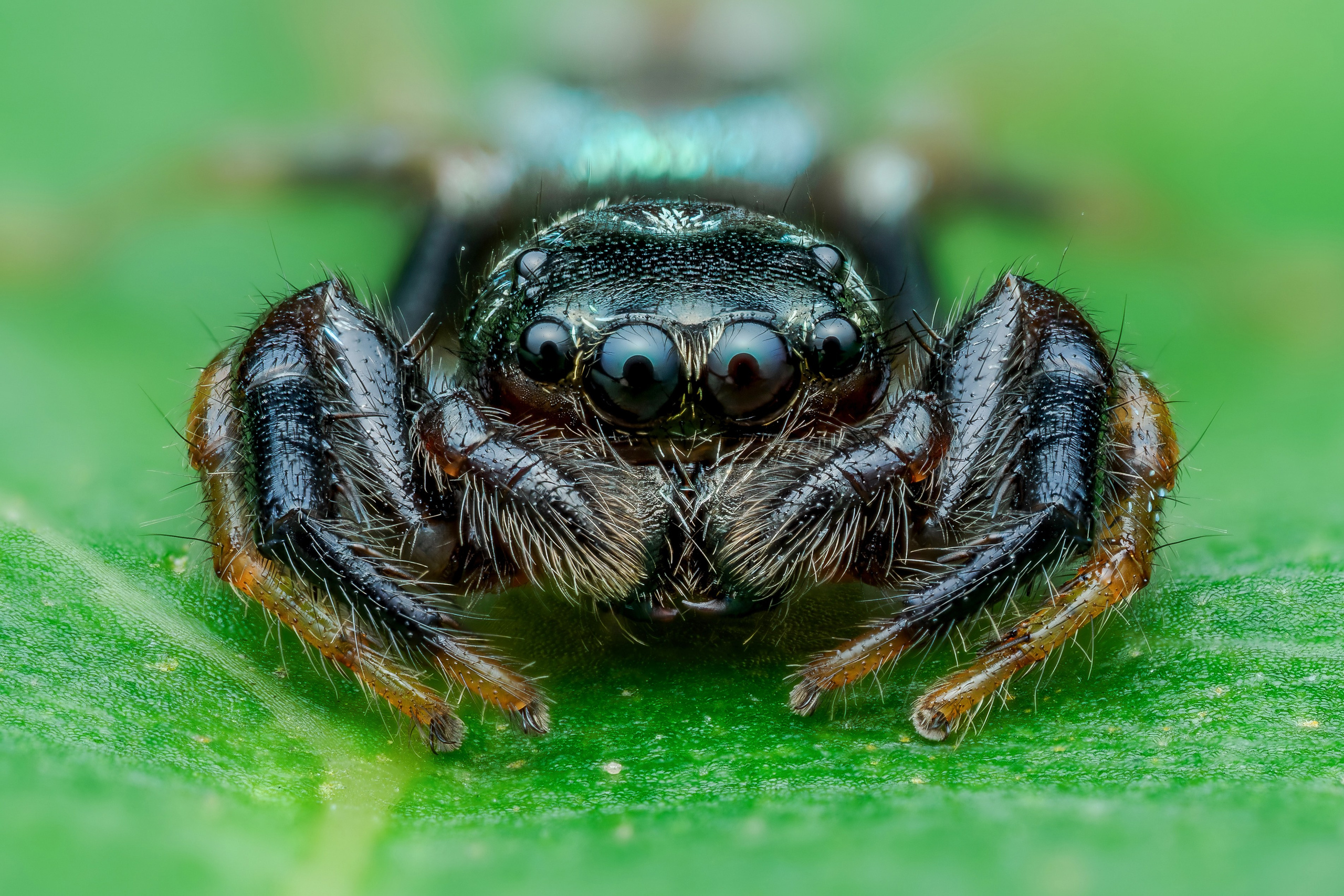 Портрет. Macrolover | Блог о макро и не только