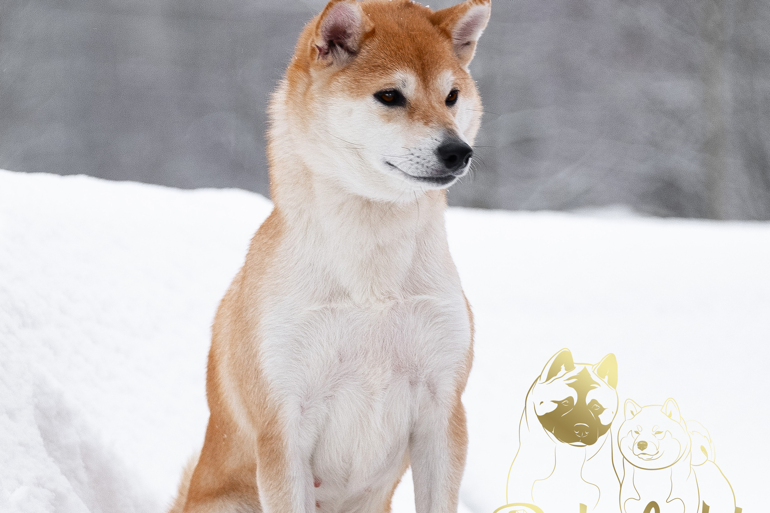 Юки *  Zoloto Partii LADY STARLIGHT