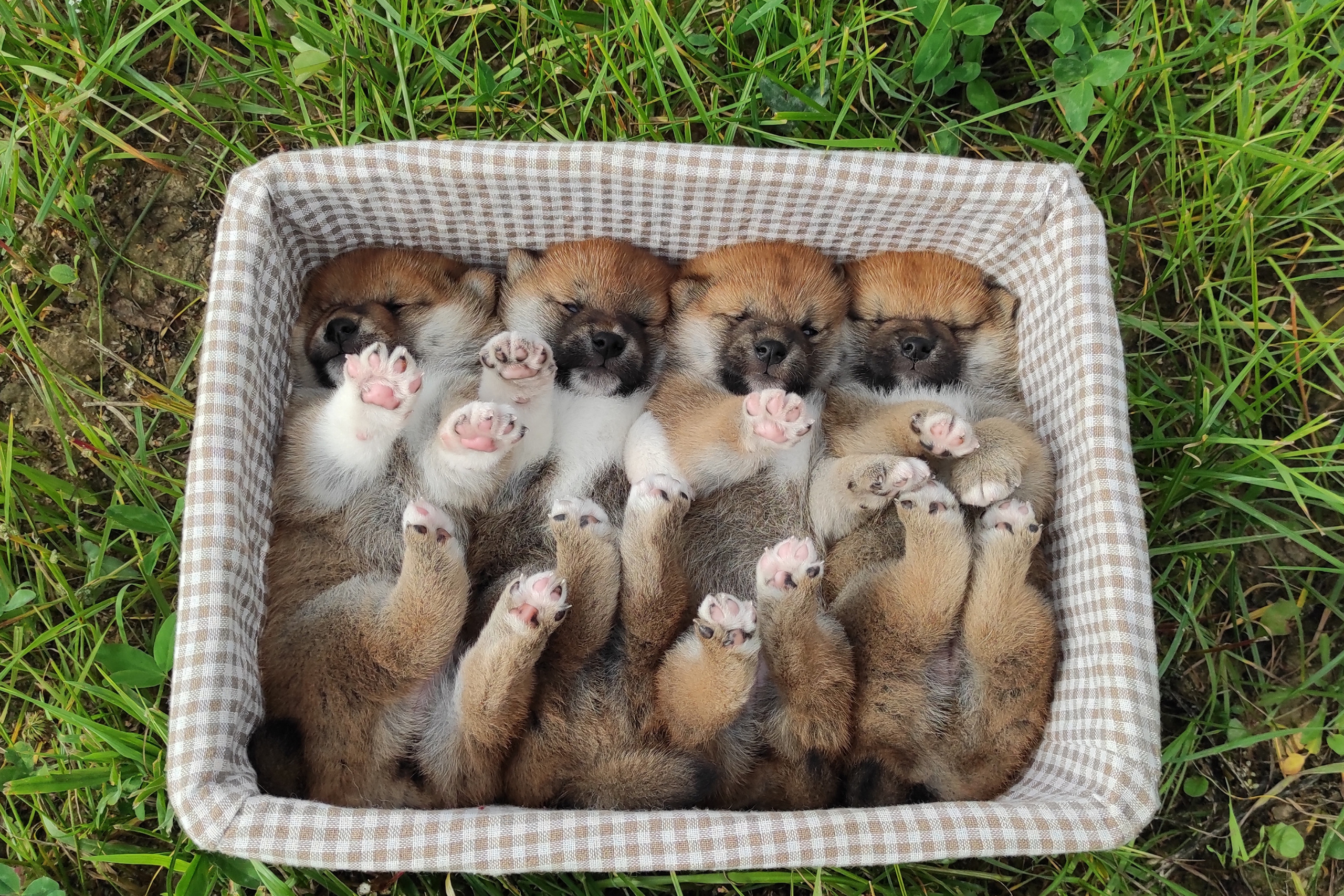 Помет Y общее