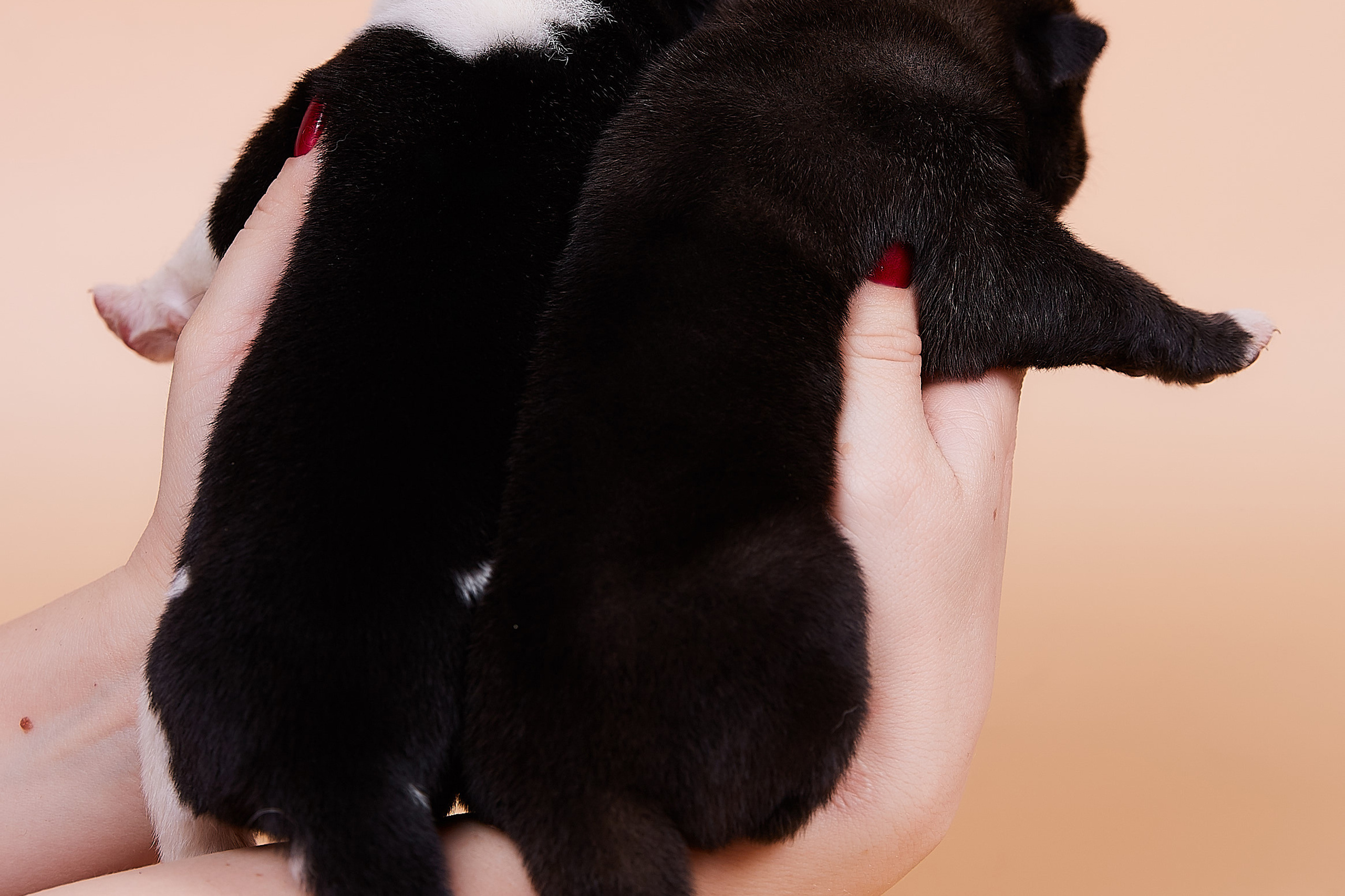 помет Ц общее