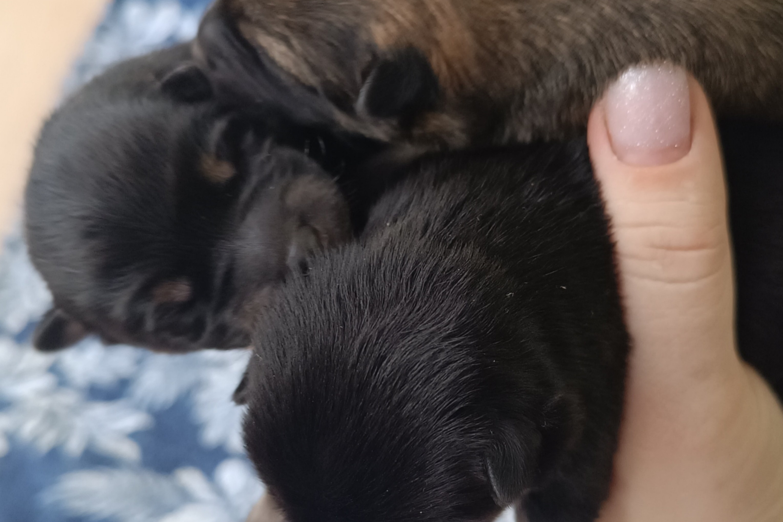 Помет О от 30.10.2025 Общие фото