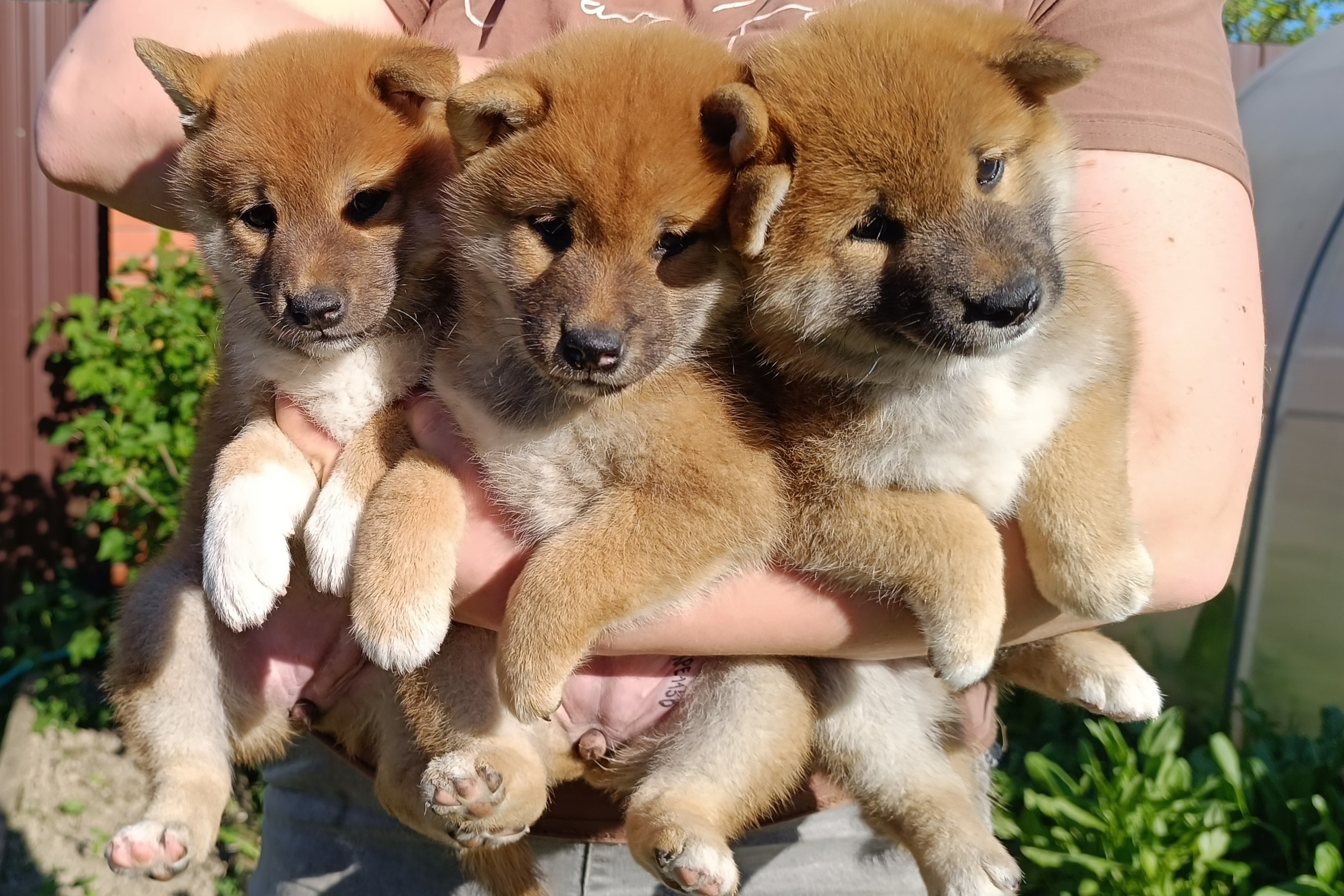 Помет F общее