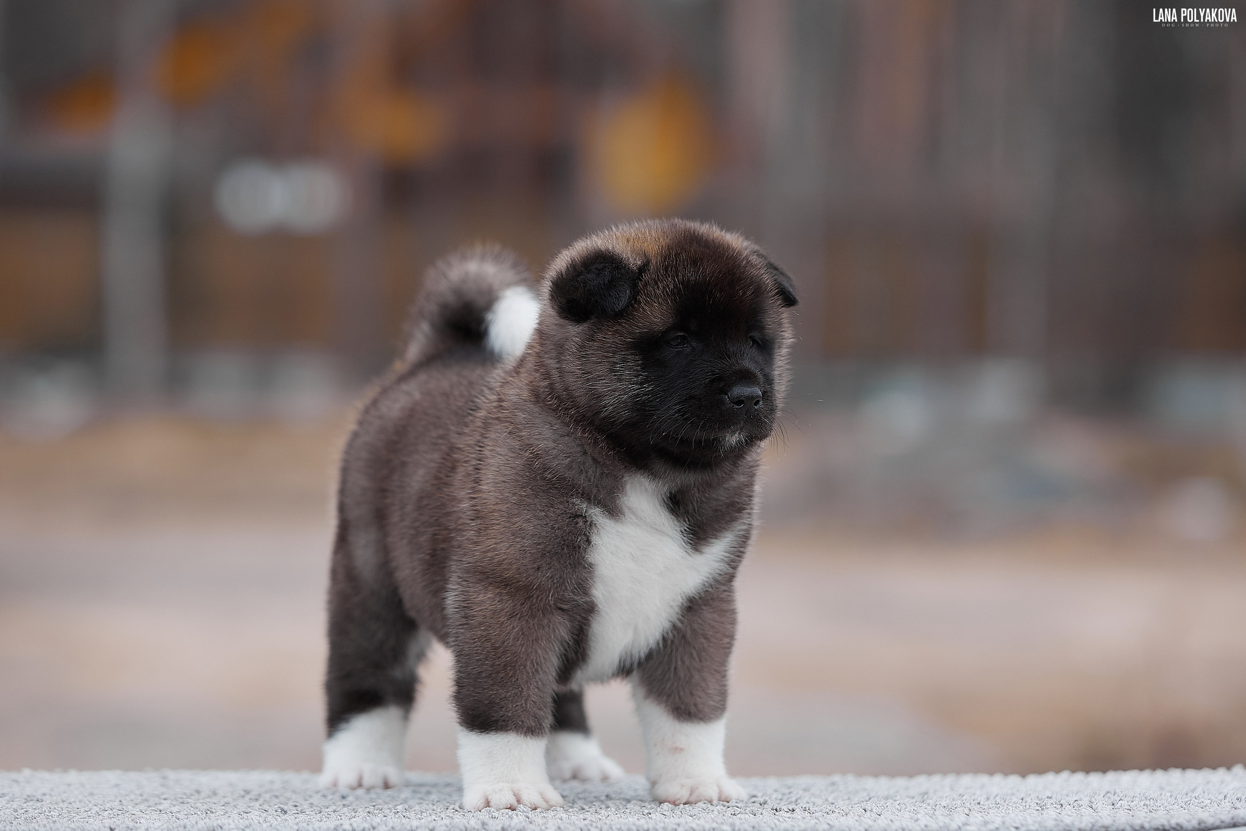 RUBYLIGHT Century * Нора