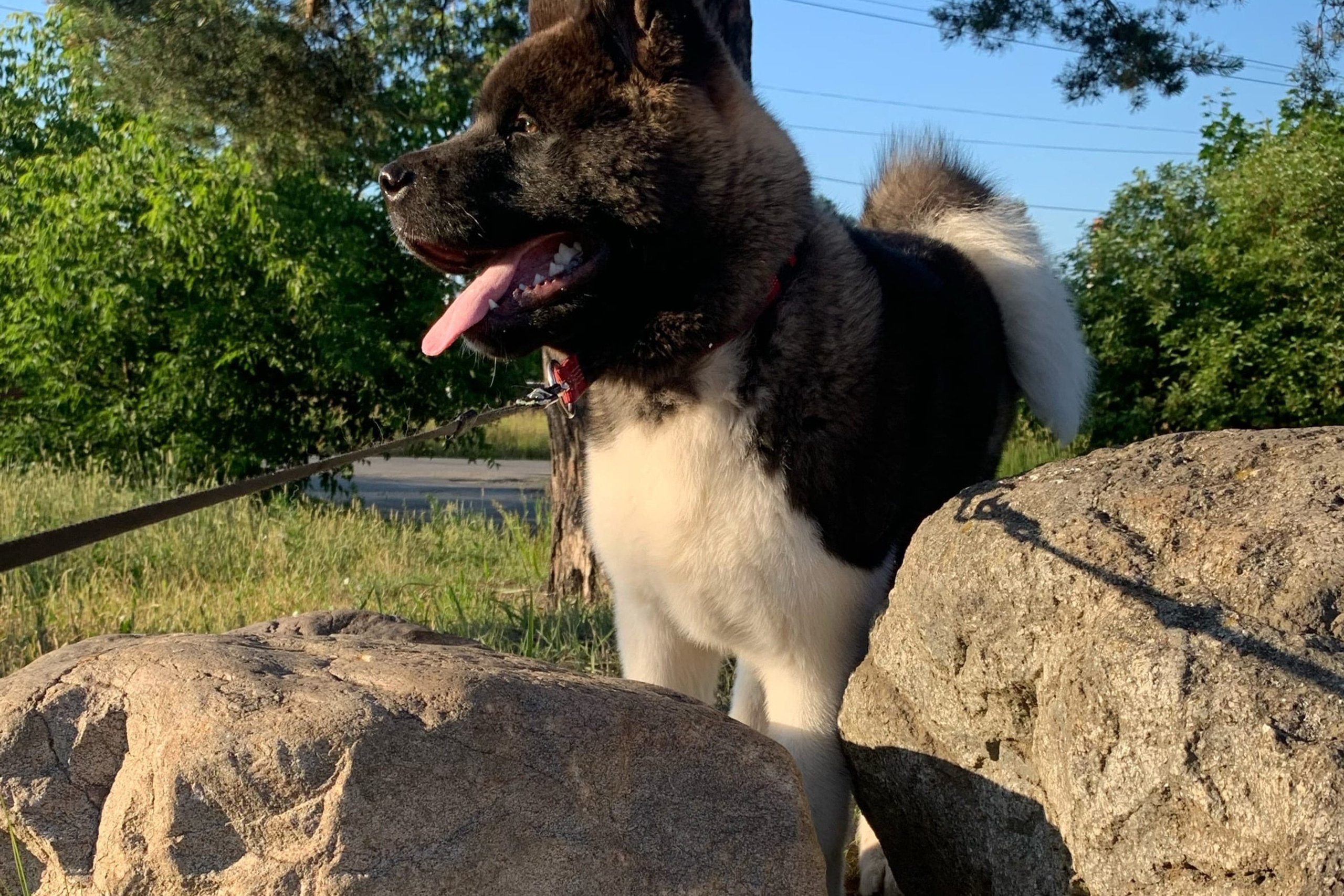 RUBYLIGHT HAGRID * Хагрид