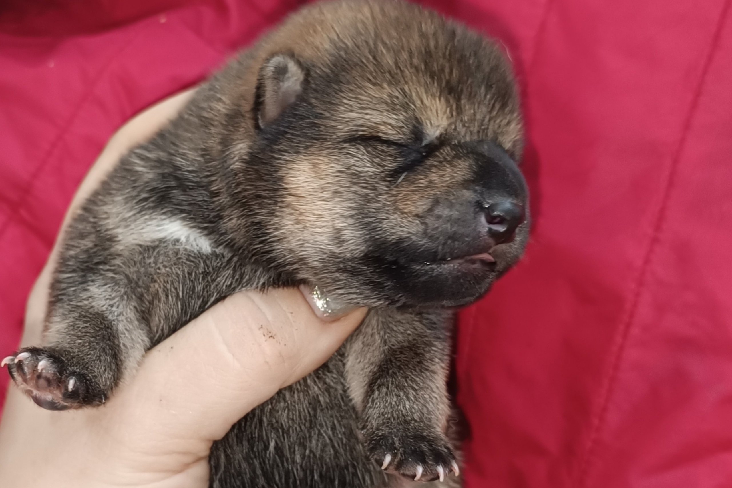 Rubylight Perseus * Персей