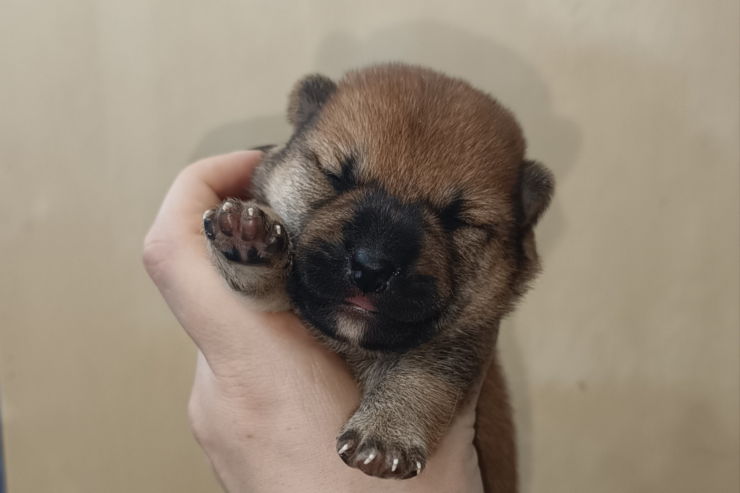 Помет S — Rubylight Soul