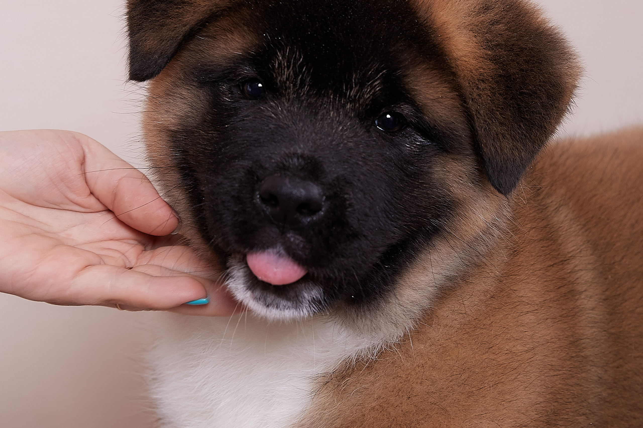 RUBYLIGHT BOREALIS * Боря