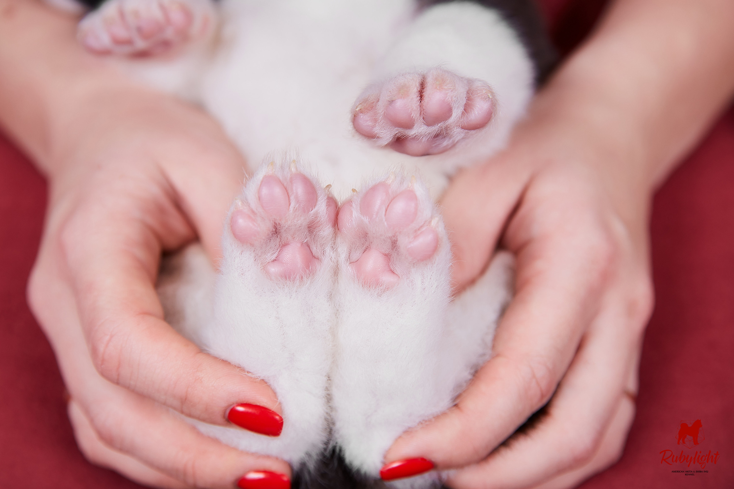 Помет Б общее