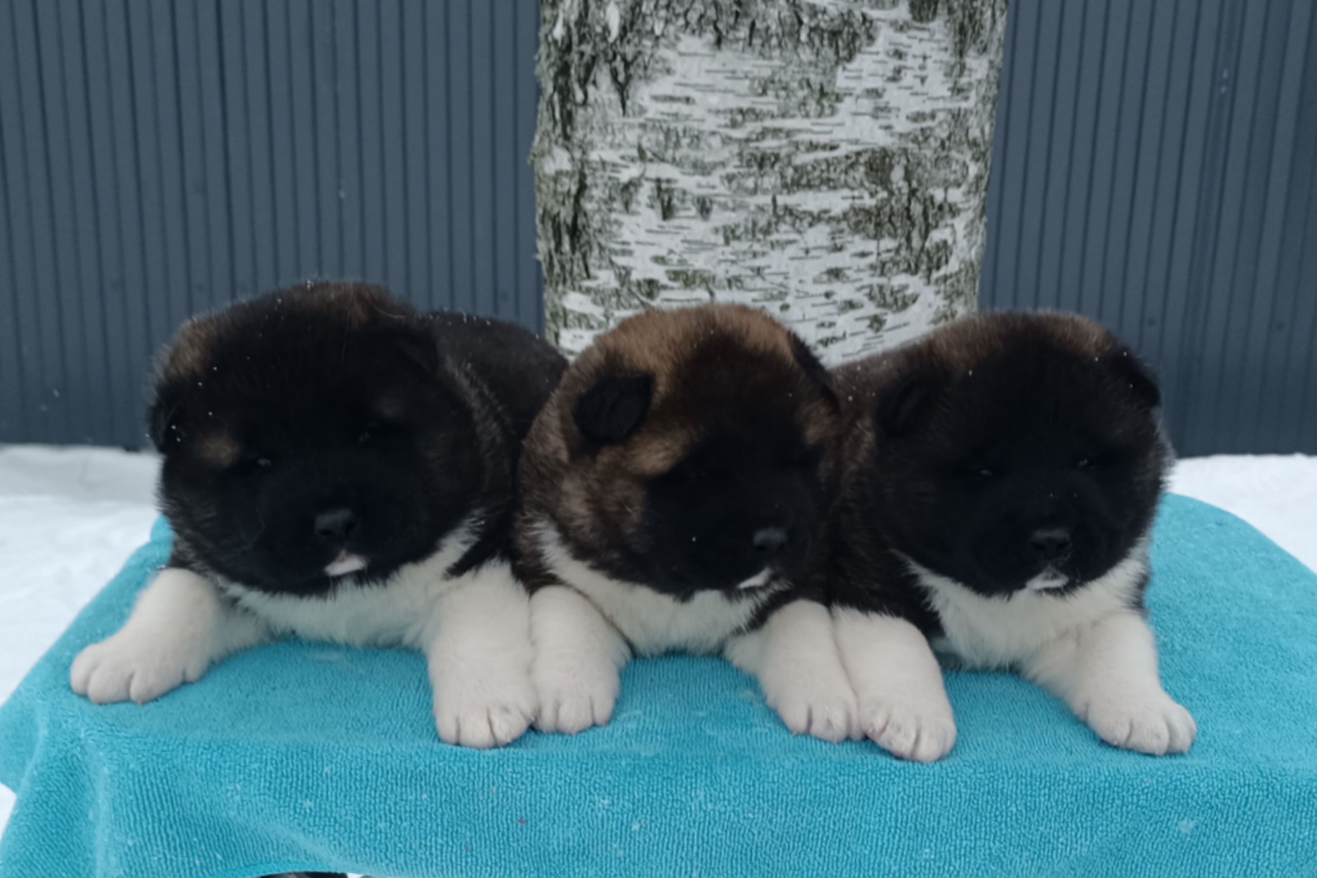 Помет C общее