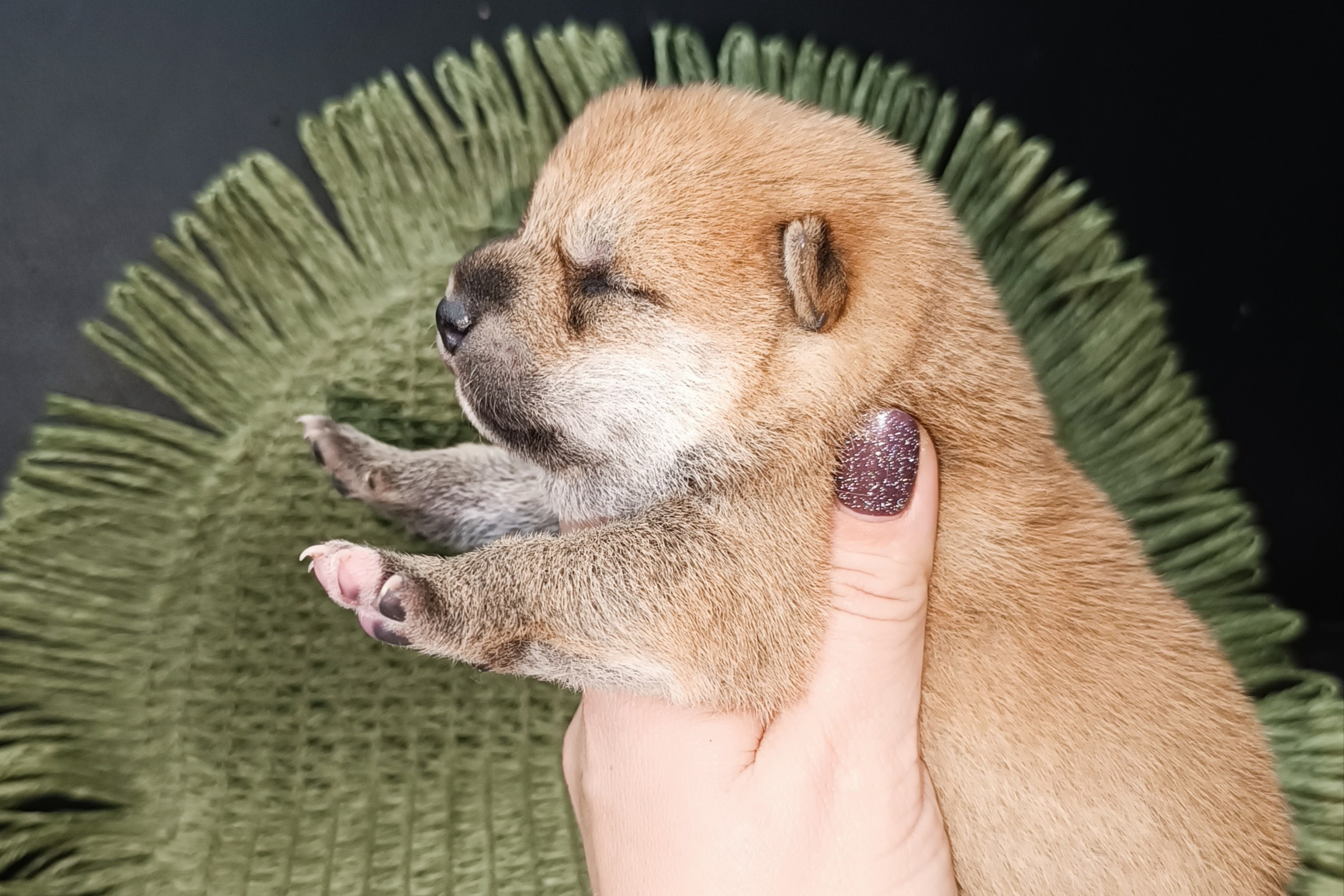 Rubylight Weasley