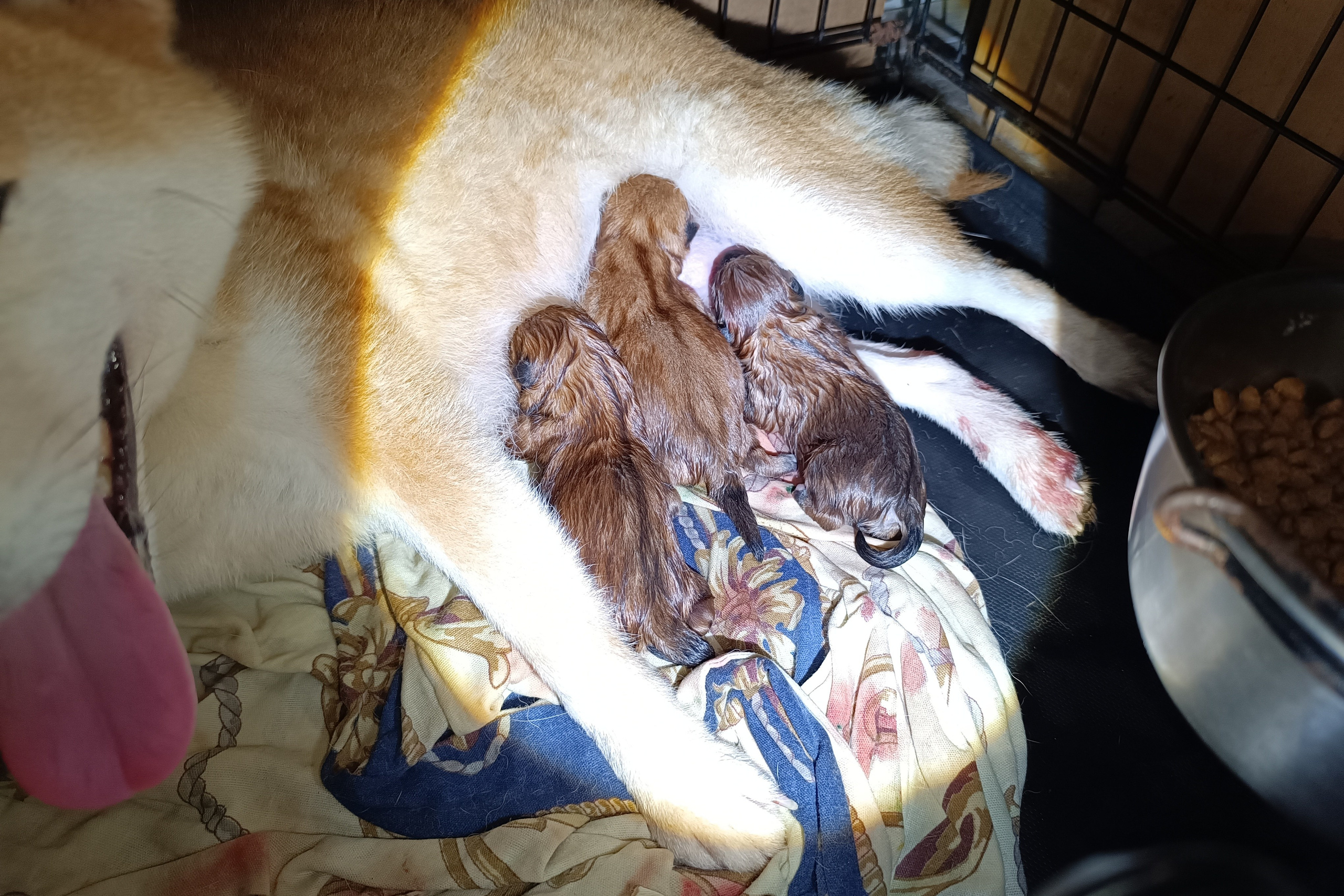 Помет h общее