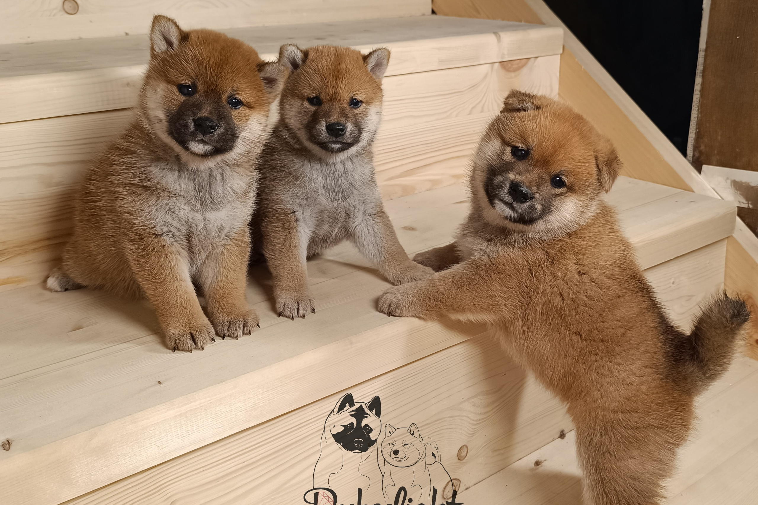 Помет E общий