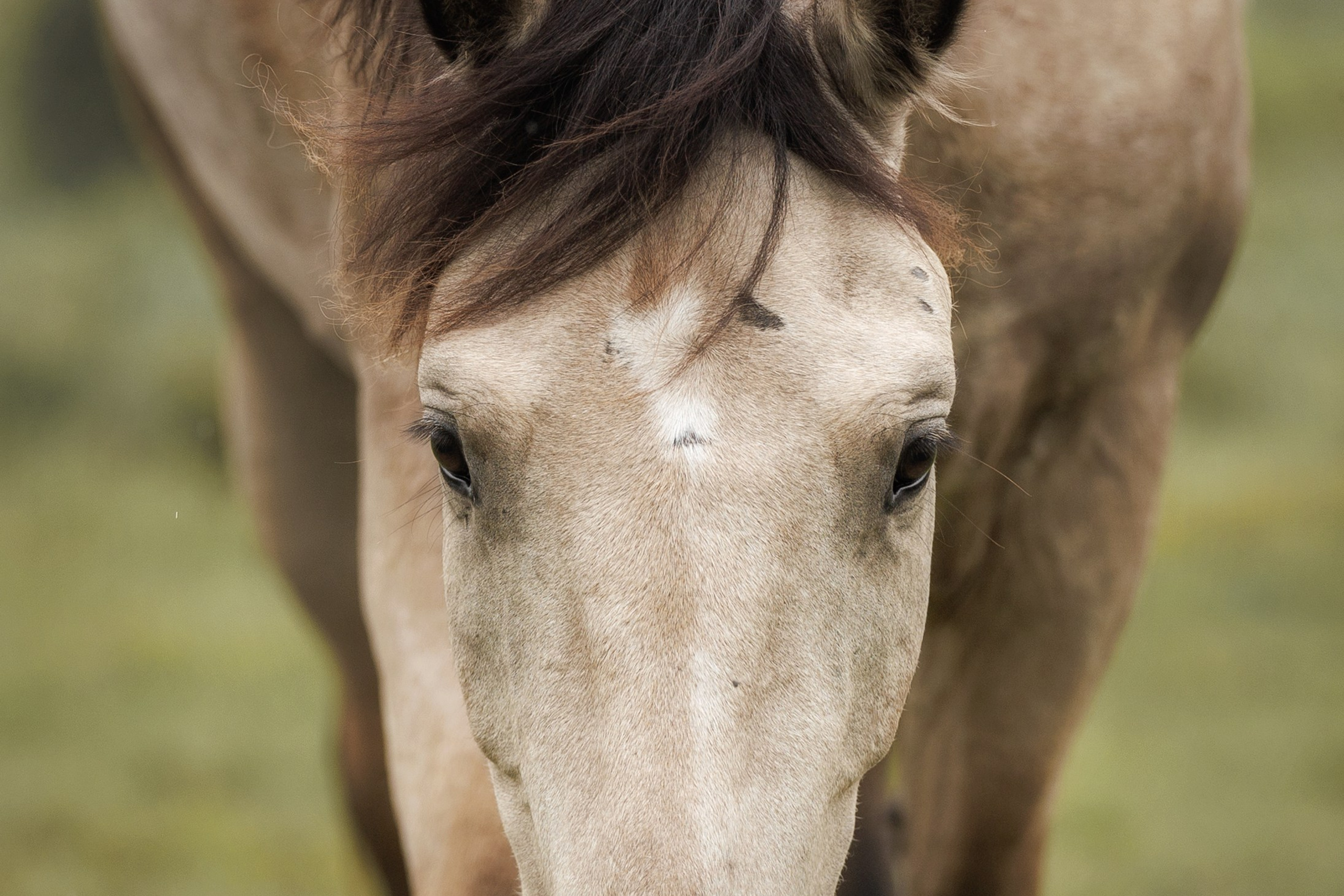 Закат в компании поденко ибиценко. Фотограф-анималист Юлия Зубкова