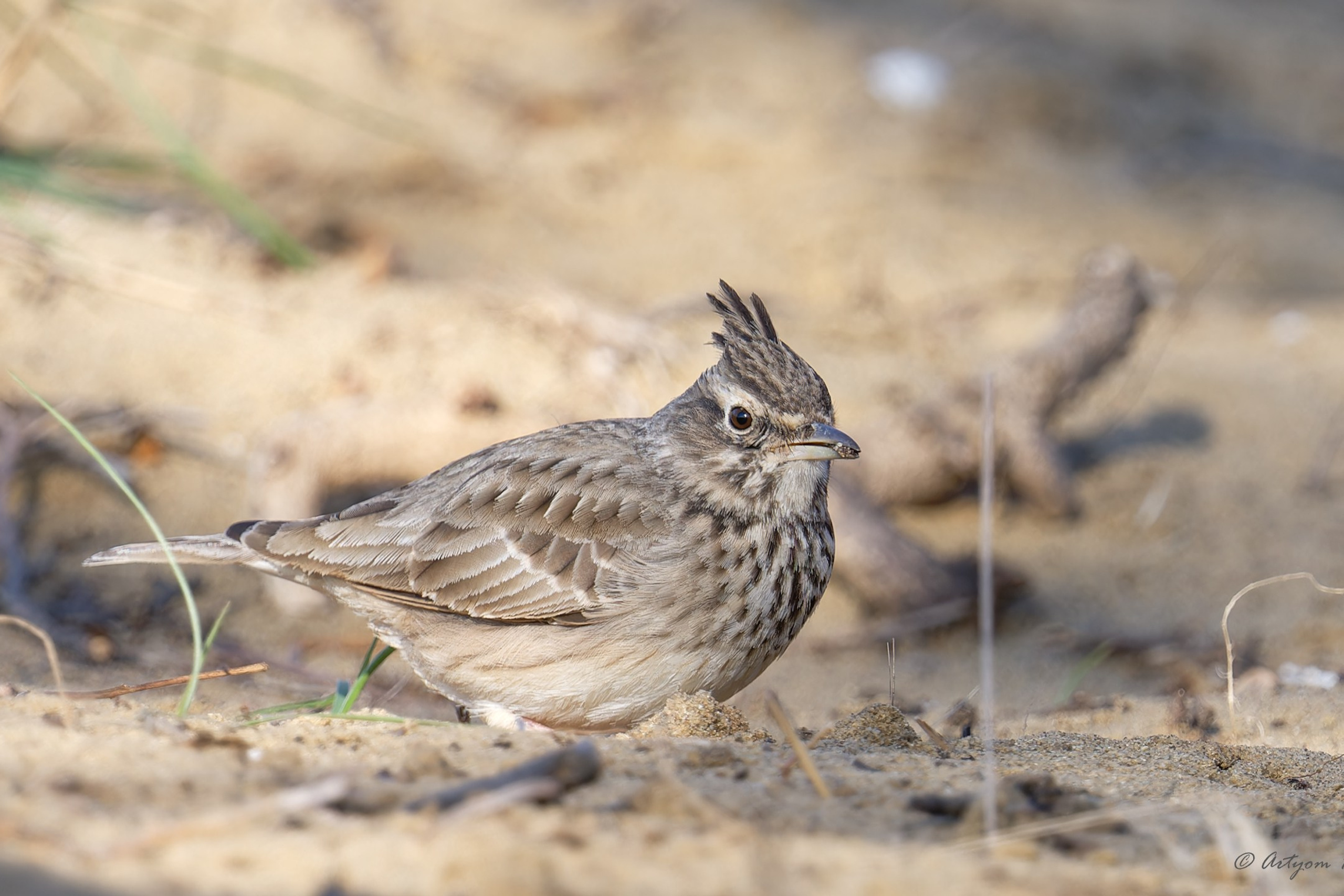 Блог. Фотограф и путешественник Артём Кривошеев