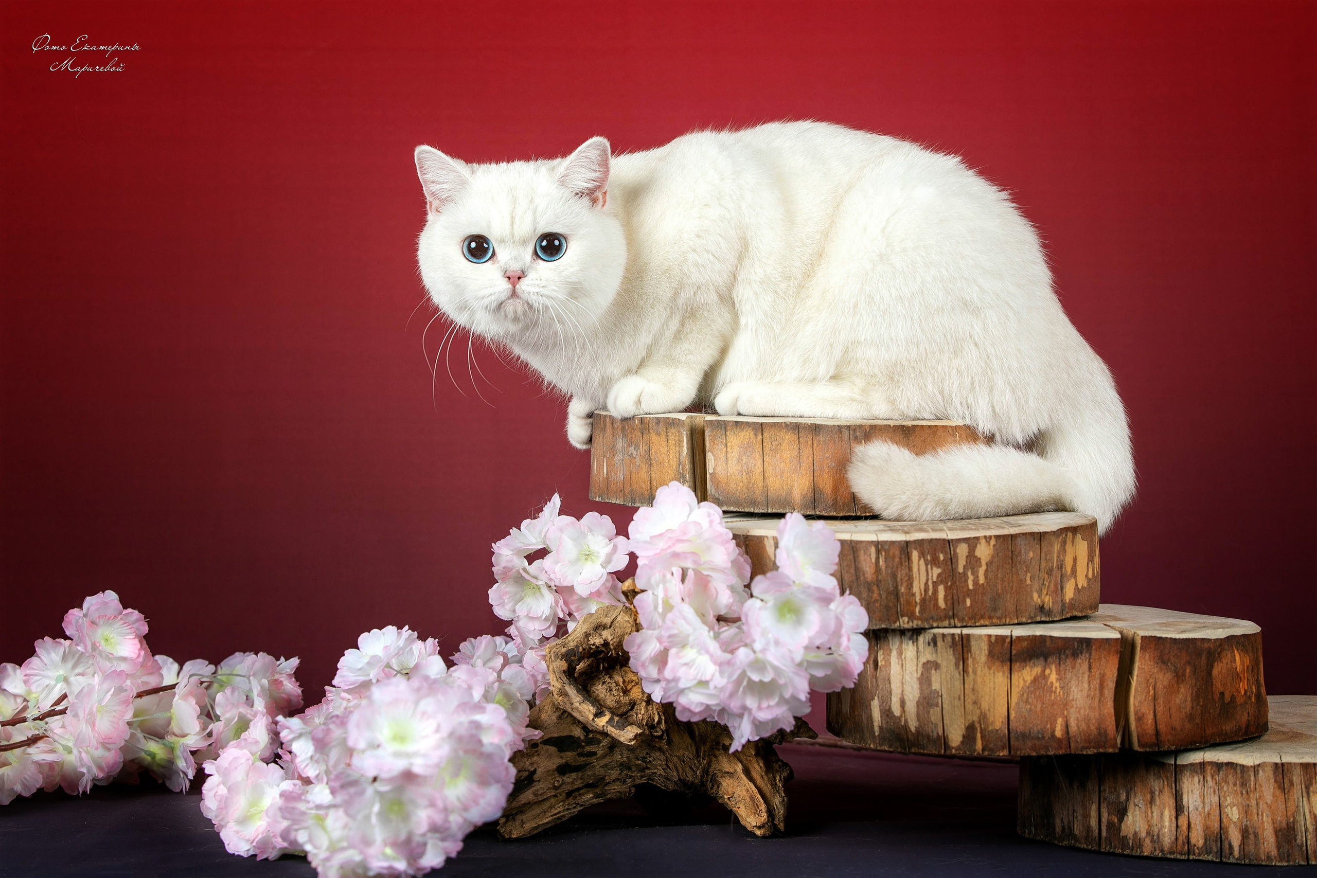 Анонсы выставок. Фотограф-анималист в Омске Екатерина Маричева