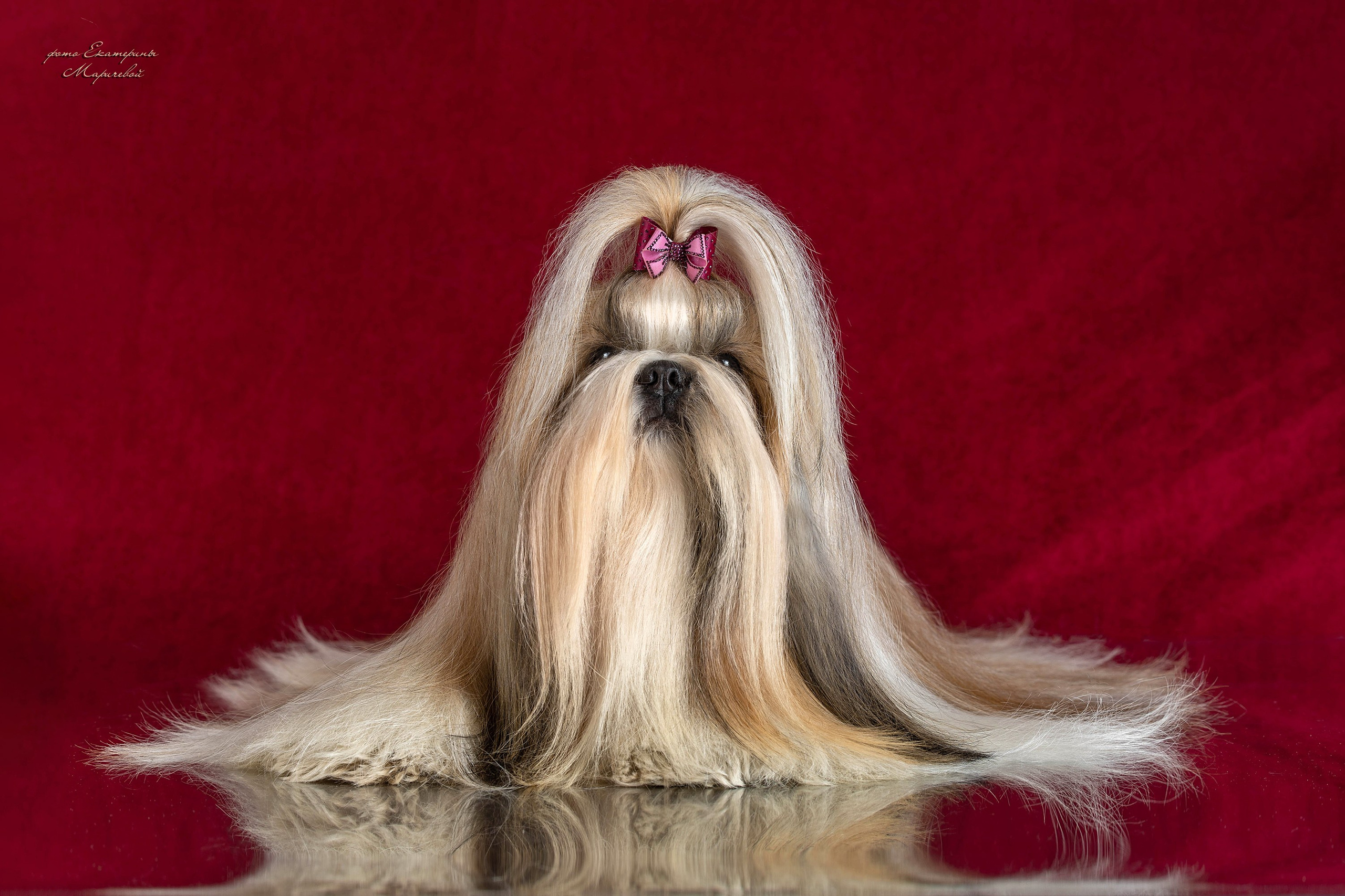 Выставка кошек «Короли и королевы» клуб Баст работаю со стендом. Фотограф-анималист в Омске Екатерина Маричева