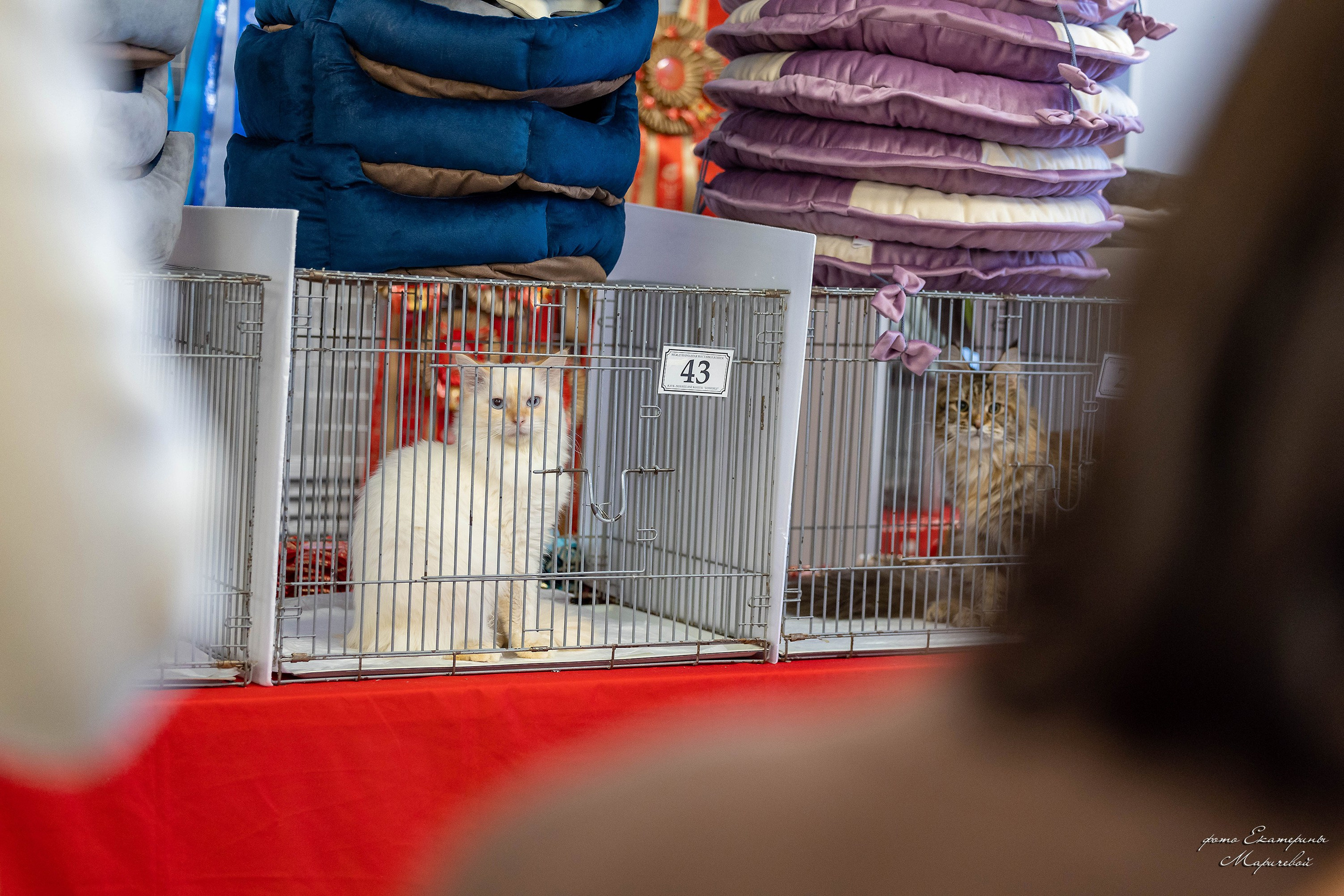 7–8 февраля КЛК «Бомонд». Место проведения: г. Омск ТЦ «Каскад». Фотограф-анималист в Омске Екатерина Маричева