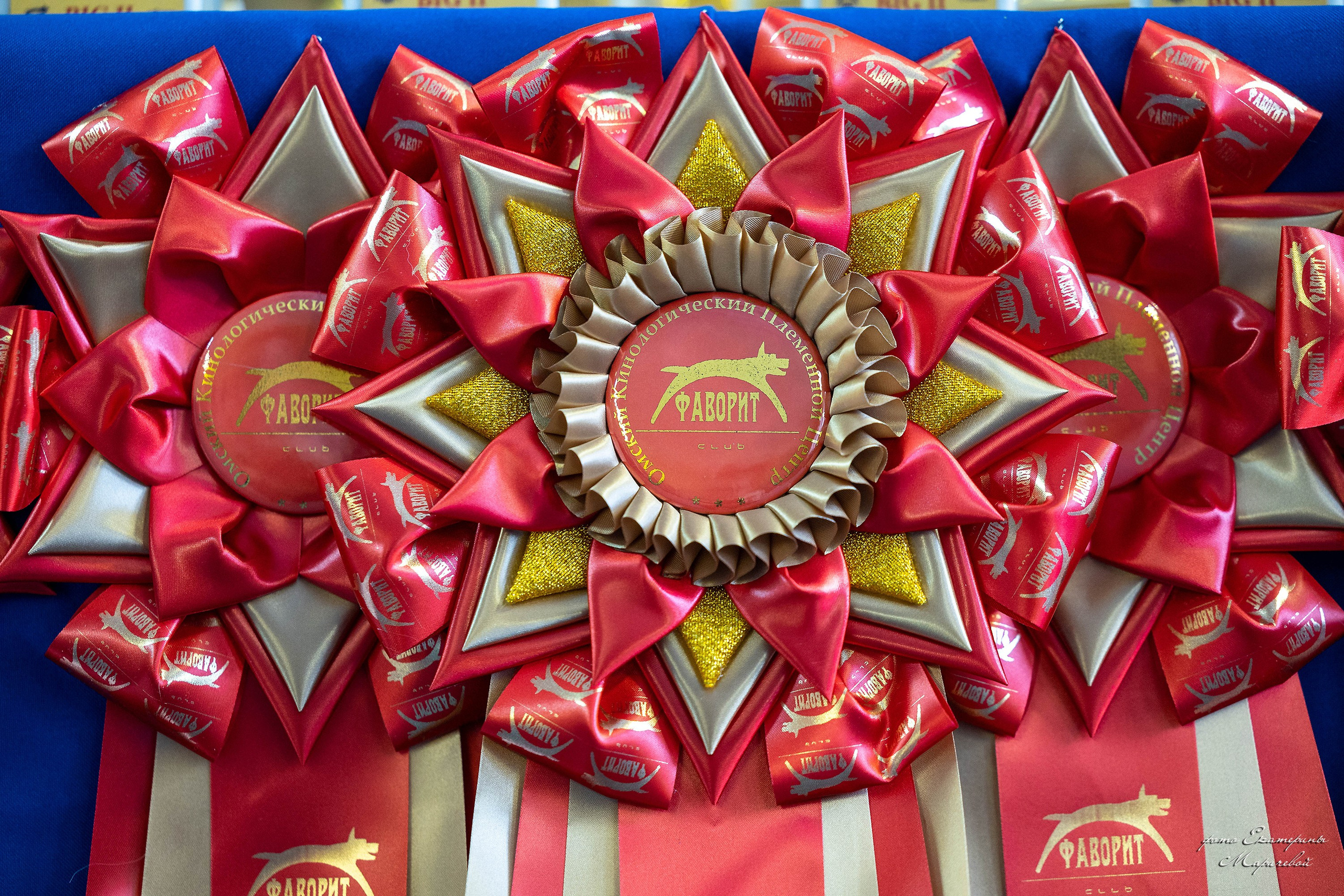 Анонсы выставок. Фотограф-анималист в Омске Екатерина Маричева