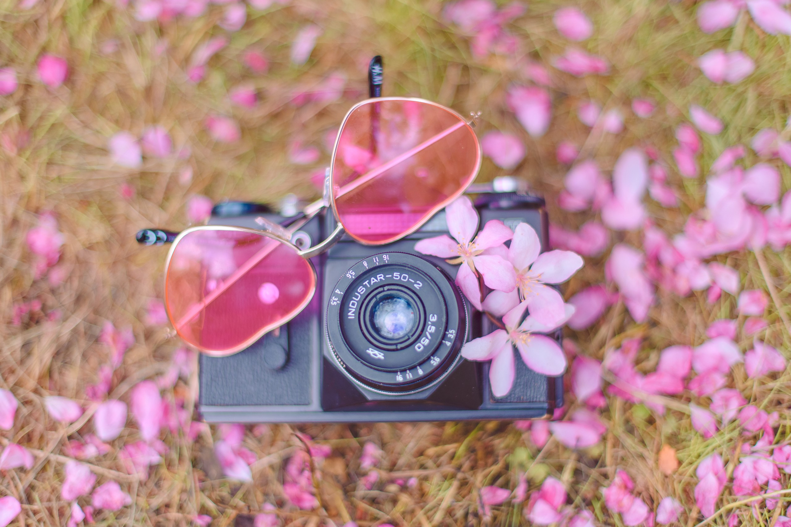 Маргарита в нежном цветении