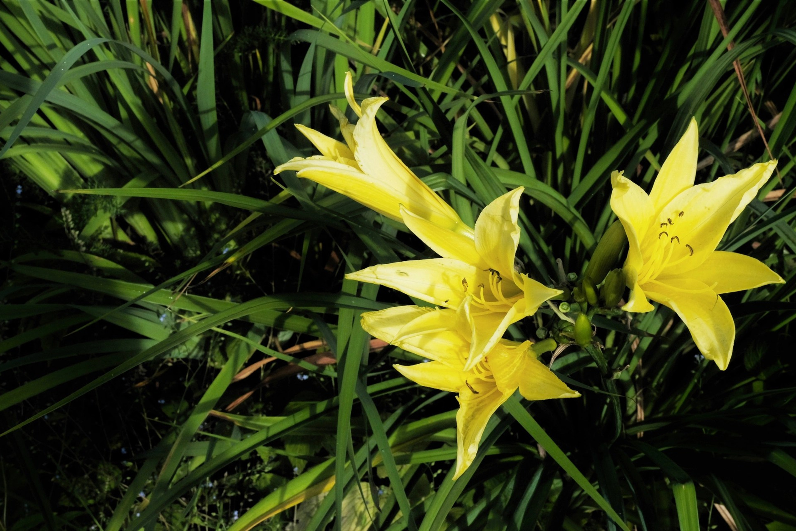 Цветы. Moscow-photo-art.ru