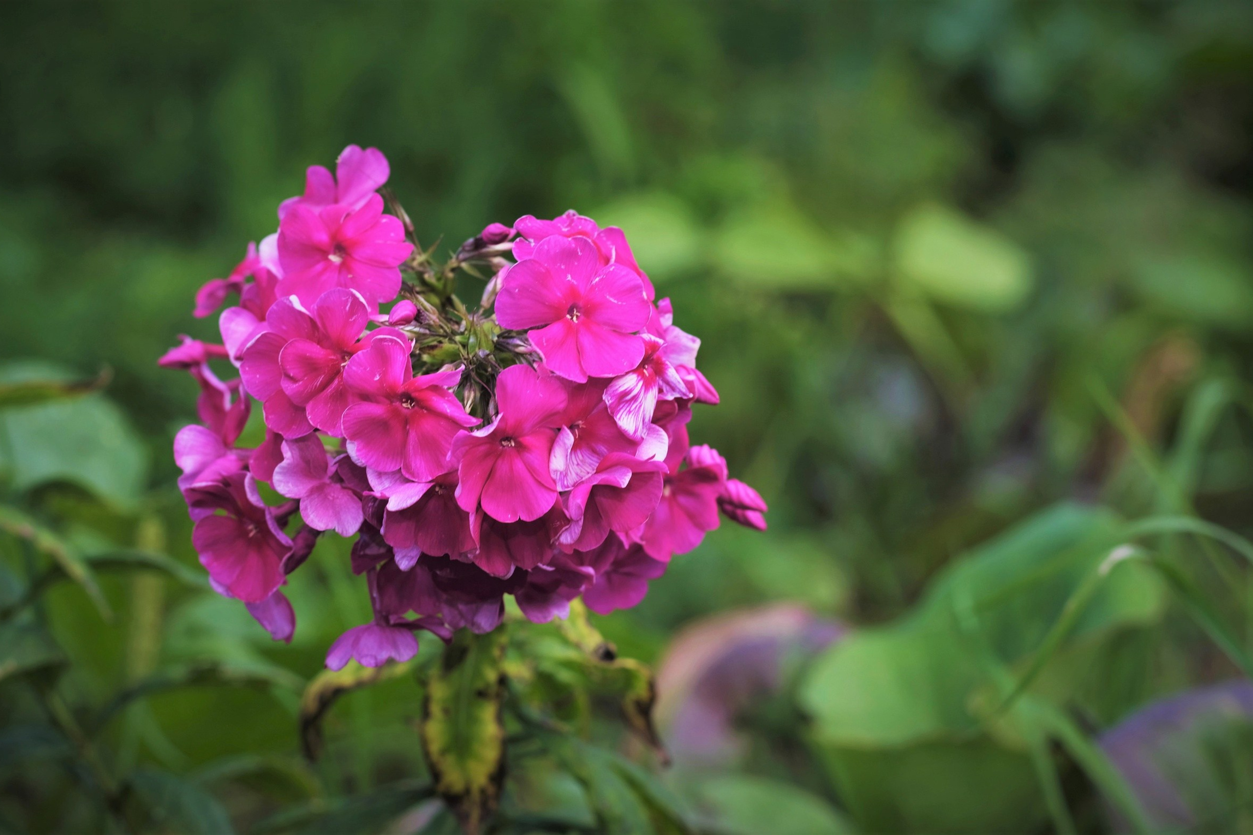 Цветы. Moscow-photo-art.ru