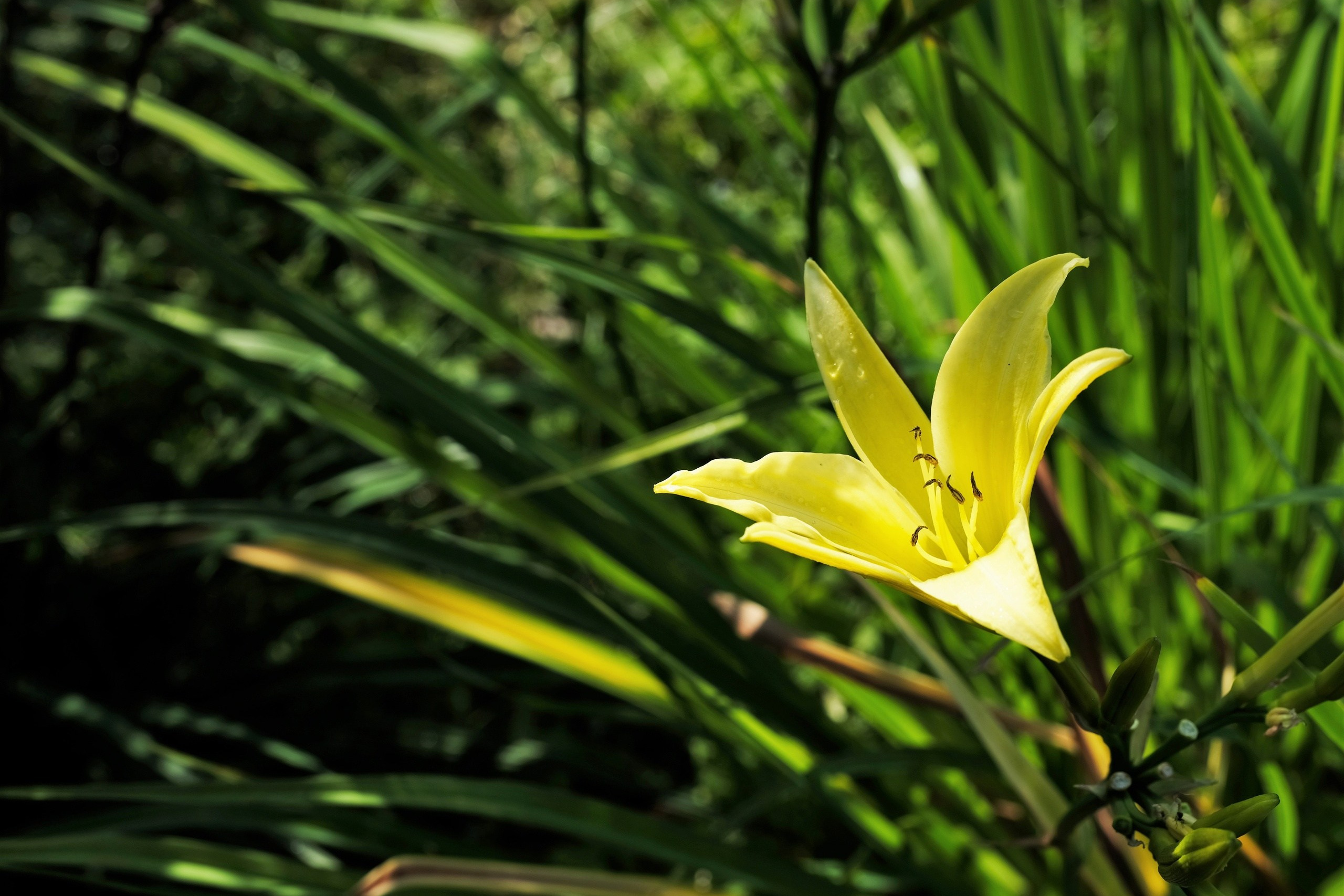 Цветы. Moscow-photo-art.ru