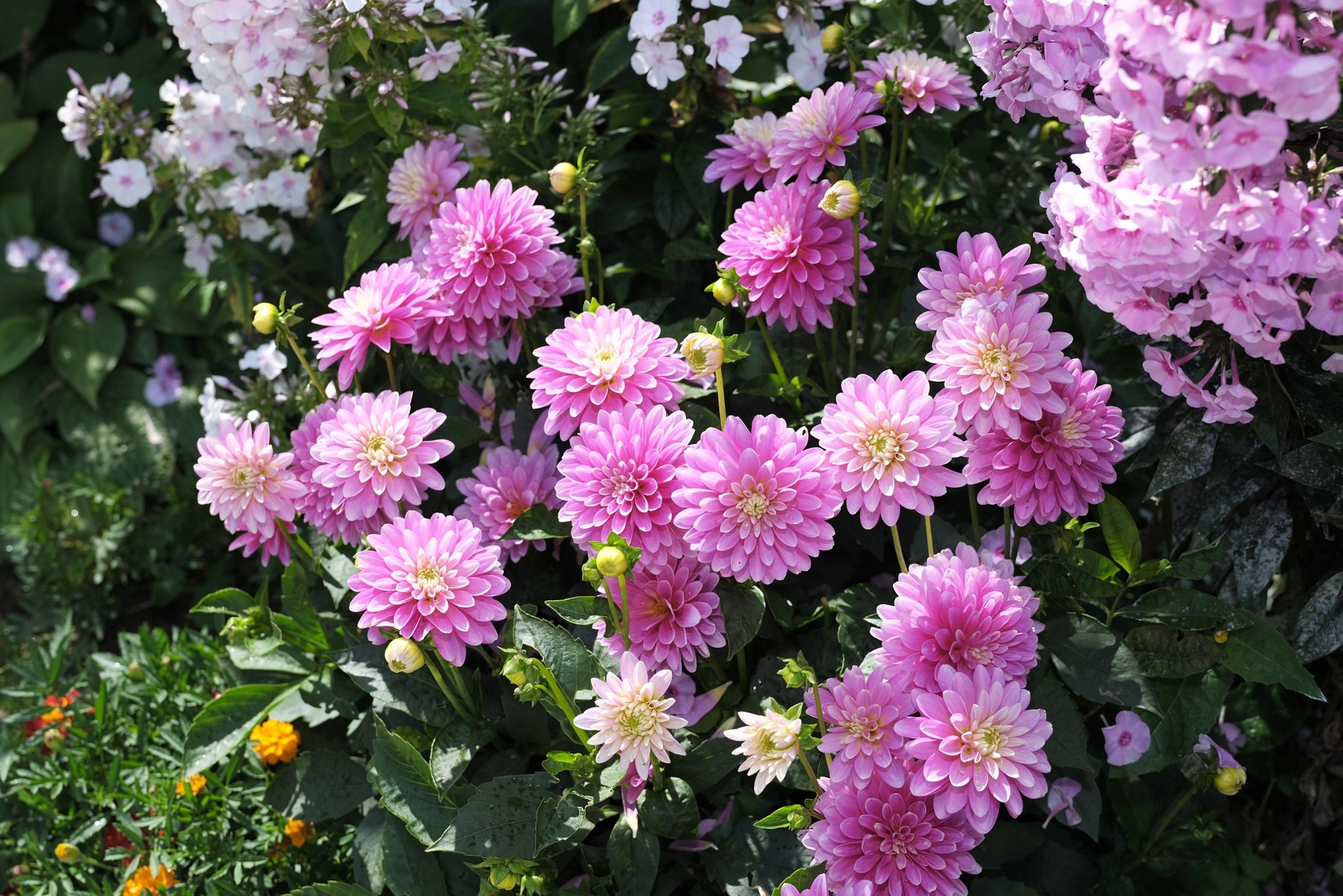 Цветы. Moscow-photo-art.ru