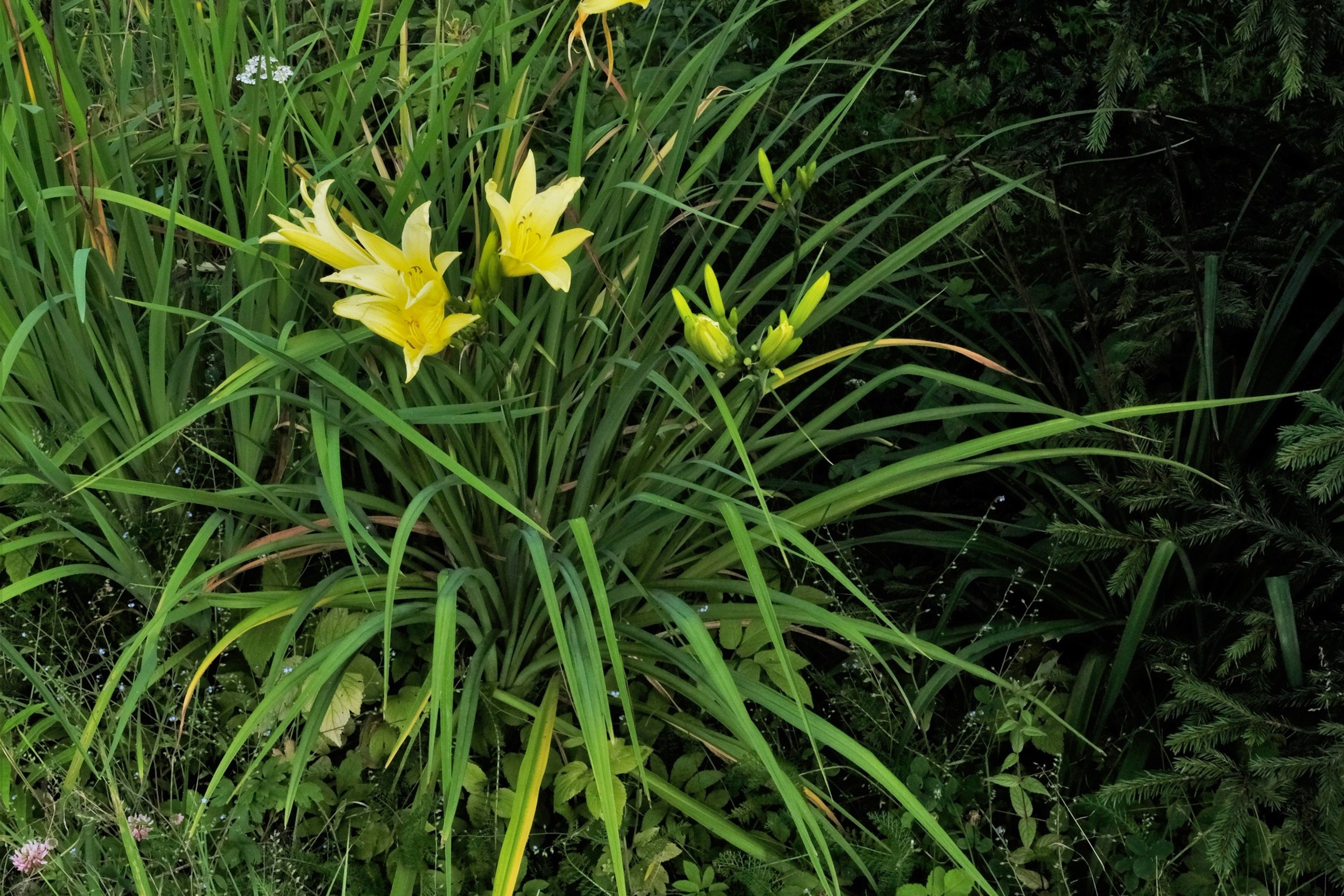 Цветы. Moscow-photo-art.ru