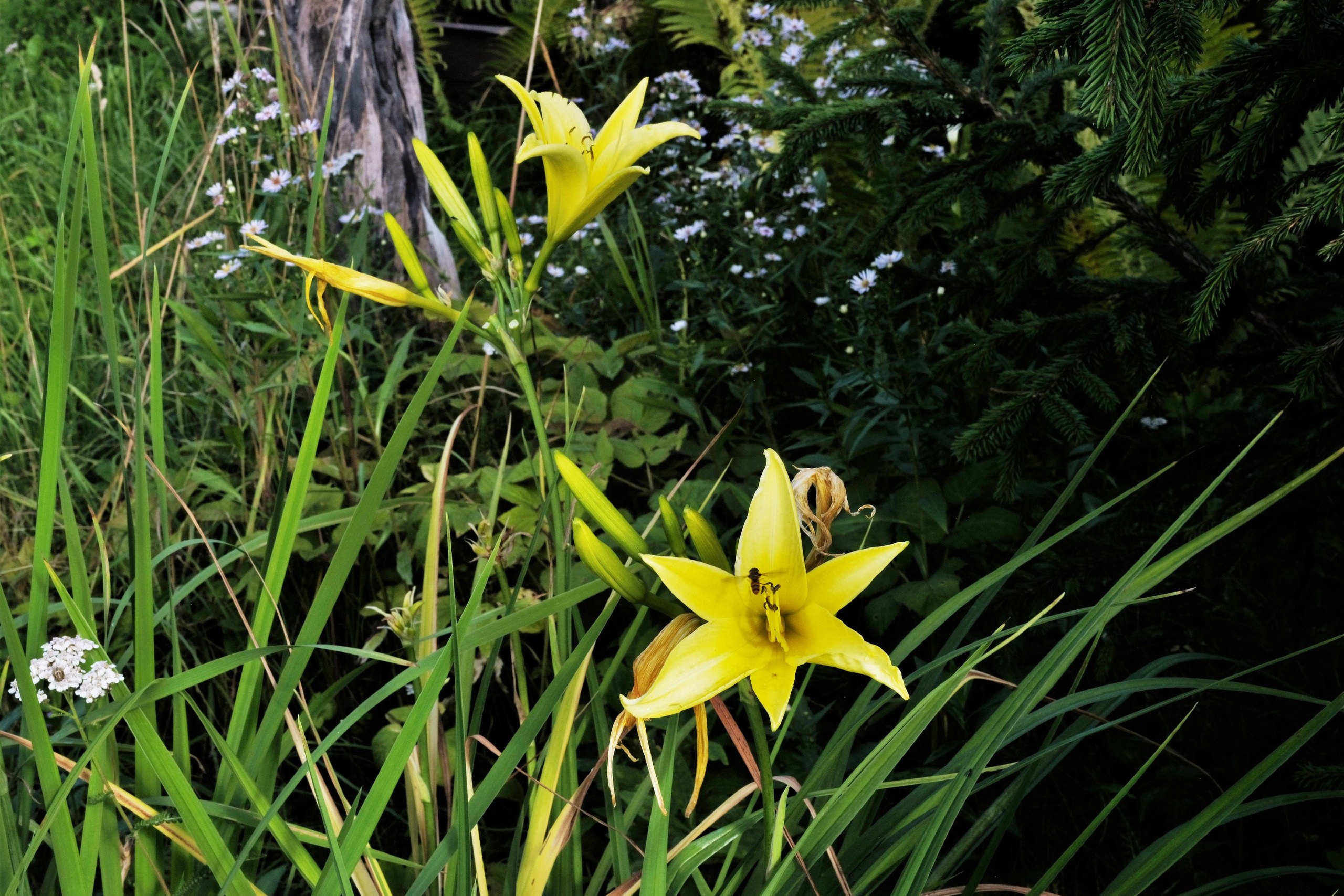 Цветы. Moscow-photo-art.ru