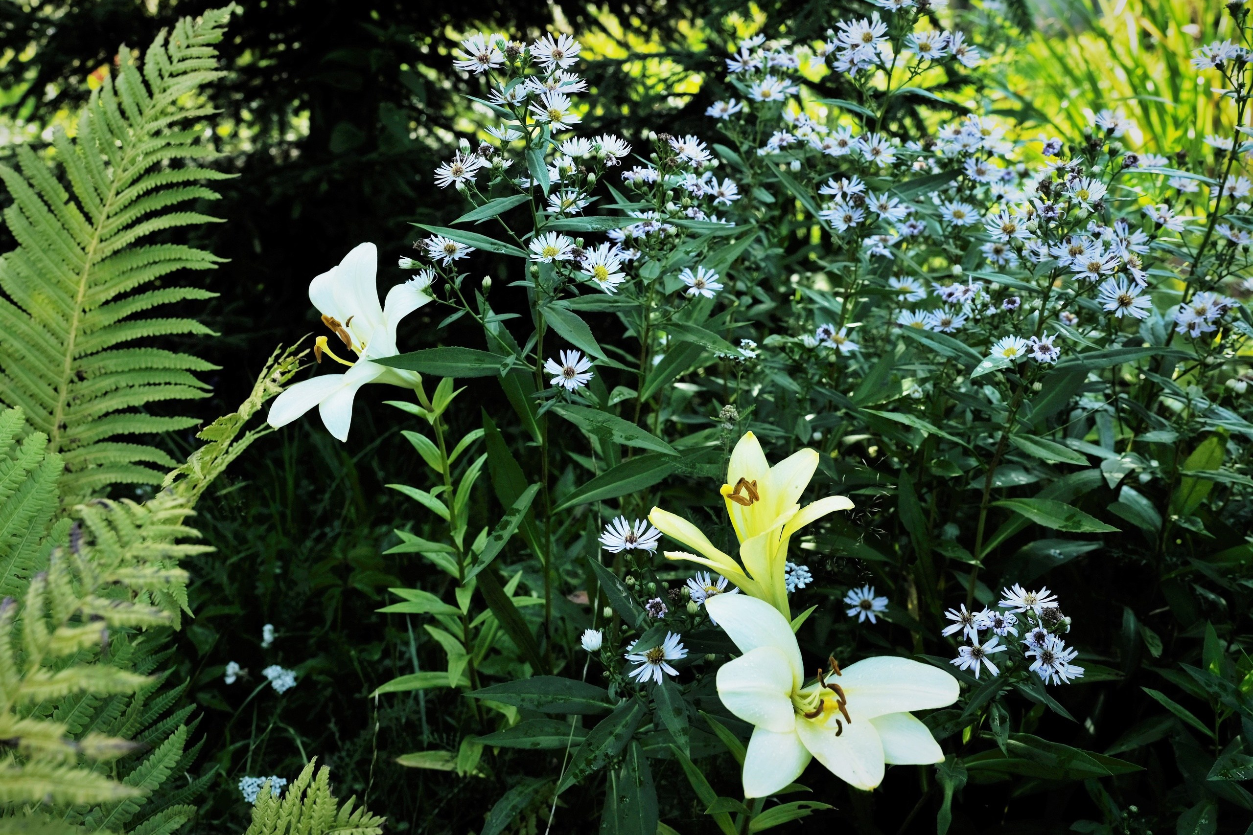 Цветы. Moscow-photo-art.ru