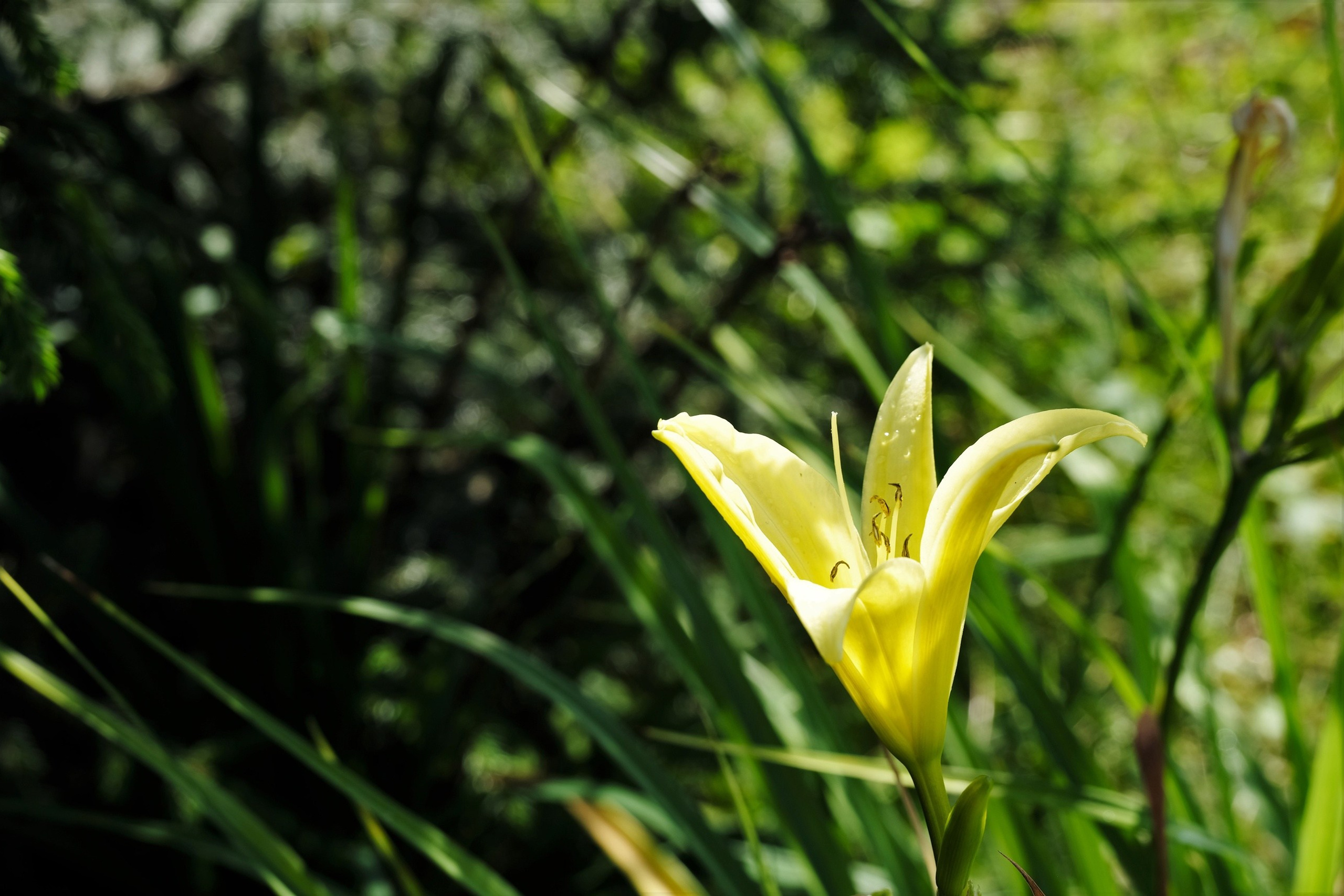 Цветы. Moscow-photo-art.ru