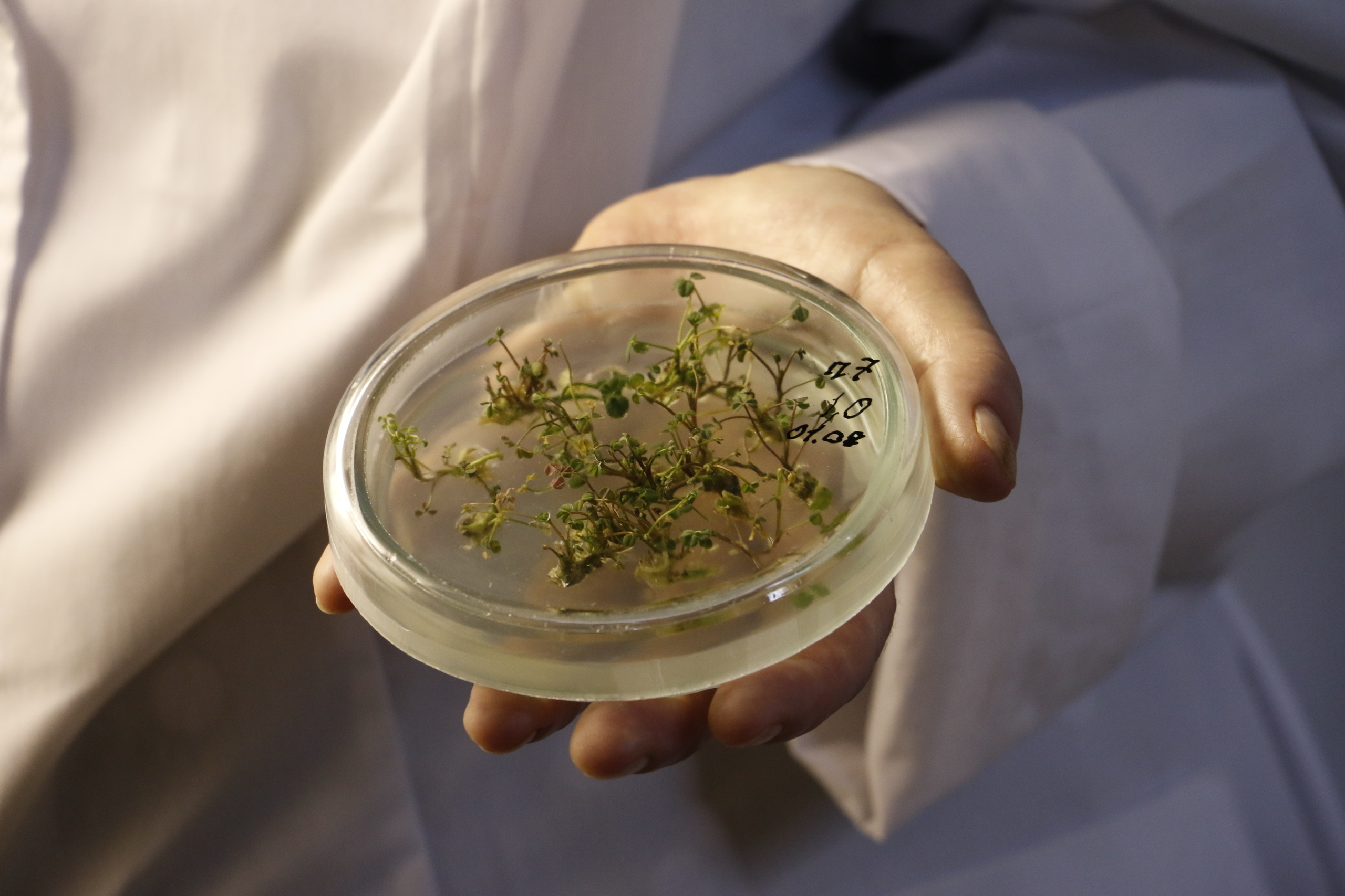 ФНЦ «ВИК им. В.Р. Вильямса»