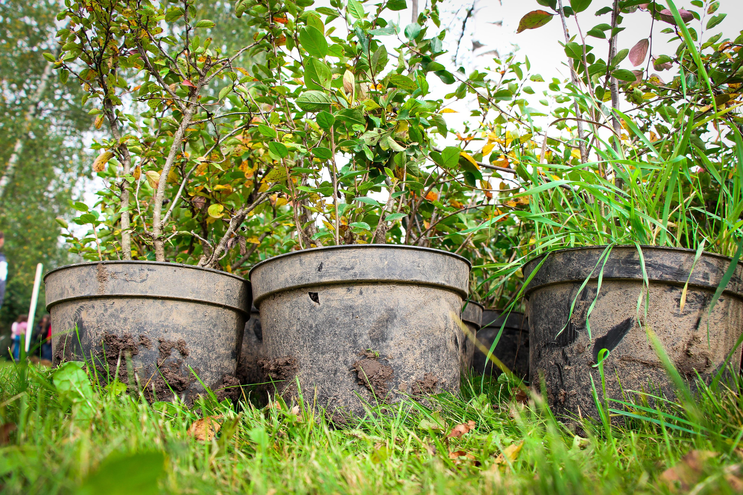 акция «наш лес»