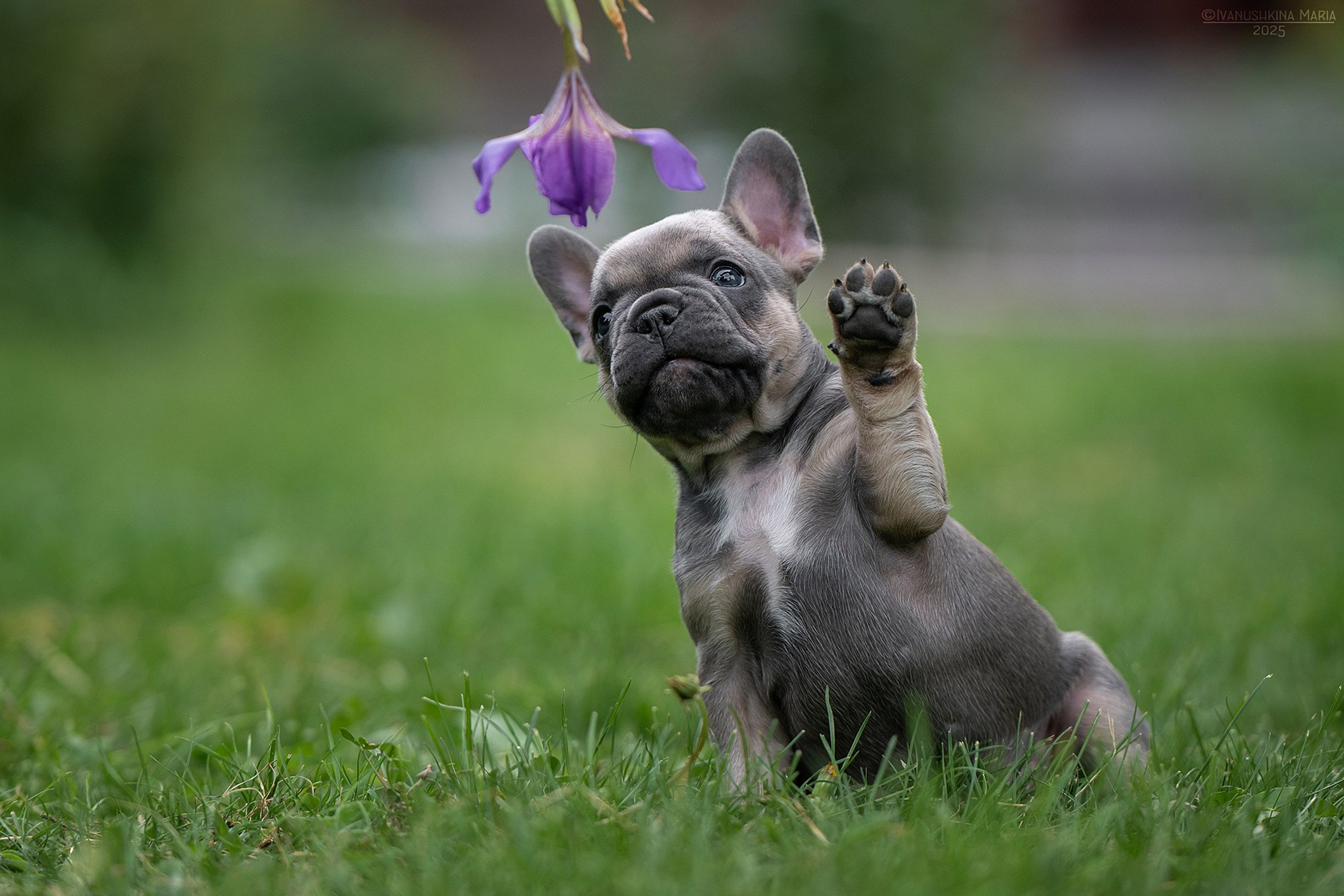 Фотосессия собаки с красками холи. Фотограф собак в Москве и Московской области Иванушкина Мария