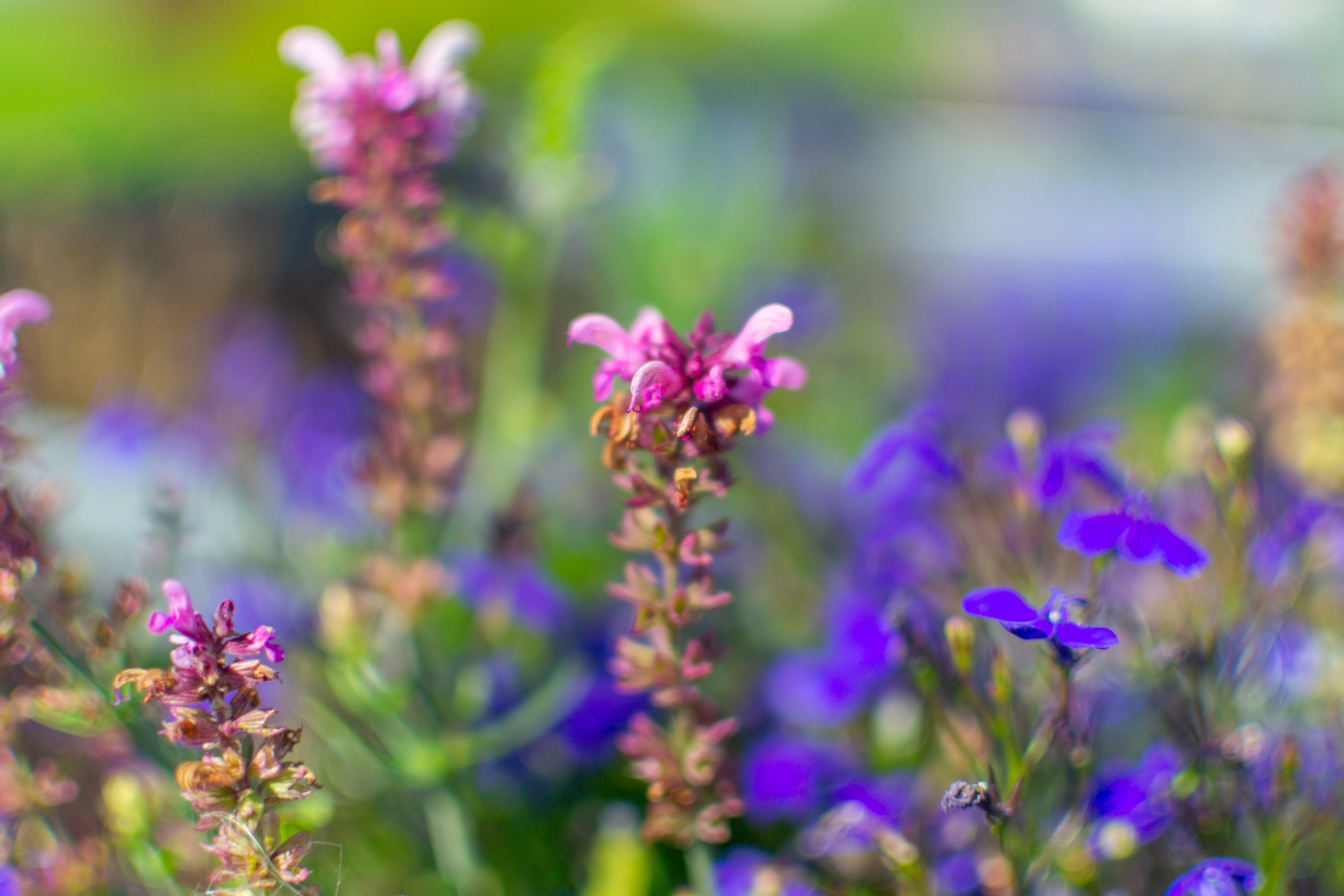 Тульская областная онкологическая больница (лето-цветы, NIKON D3100 35 мм F1,8))