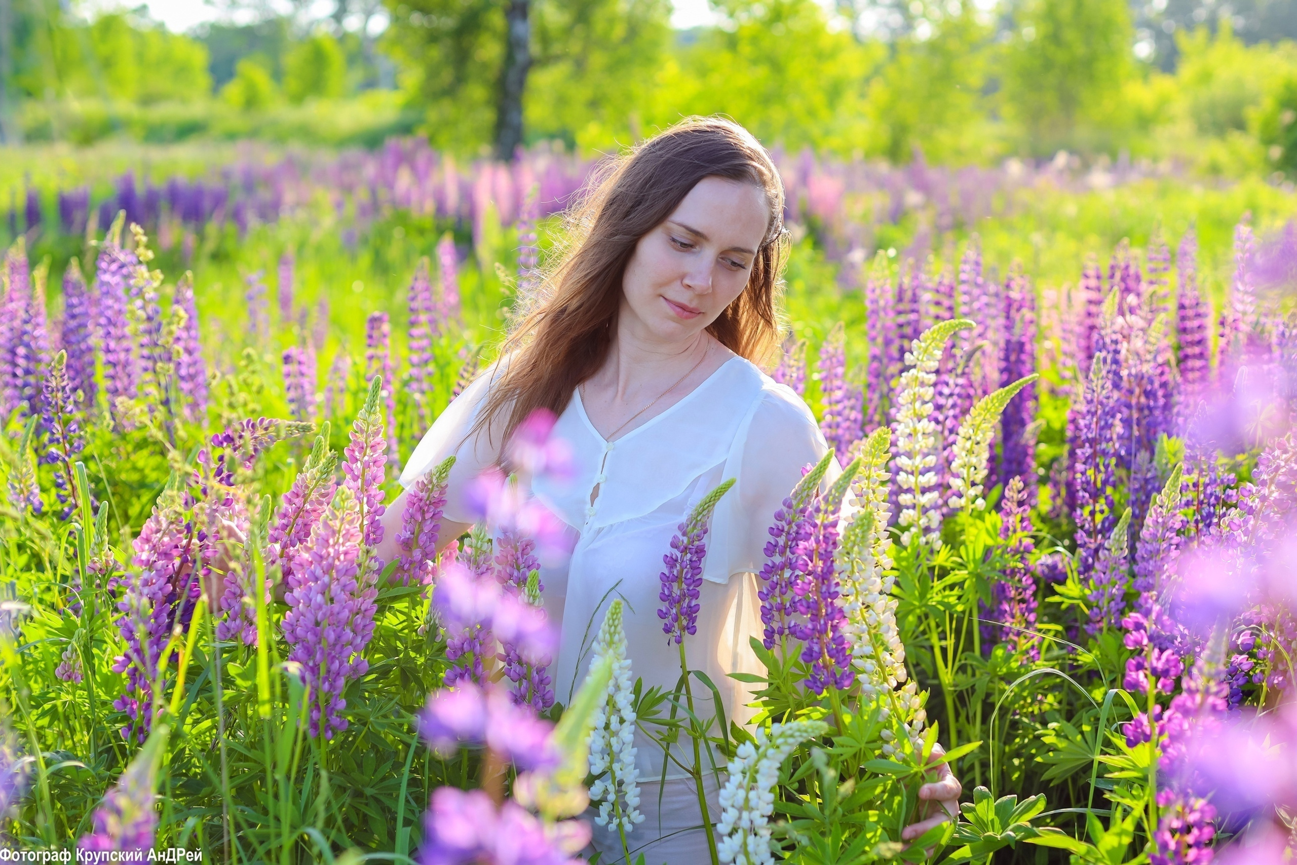 Прогулка на поле люпинов.