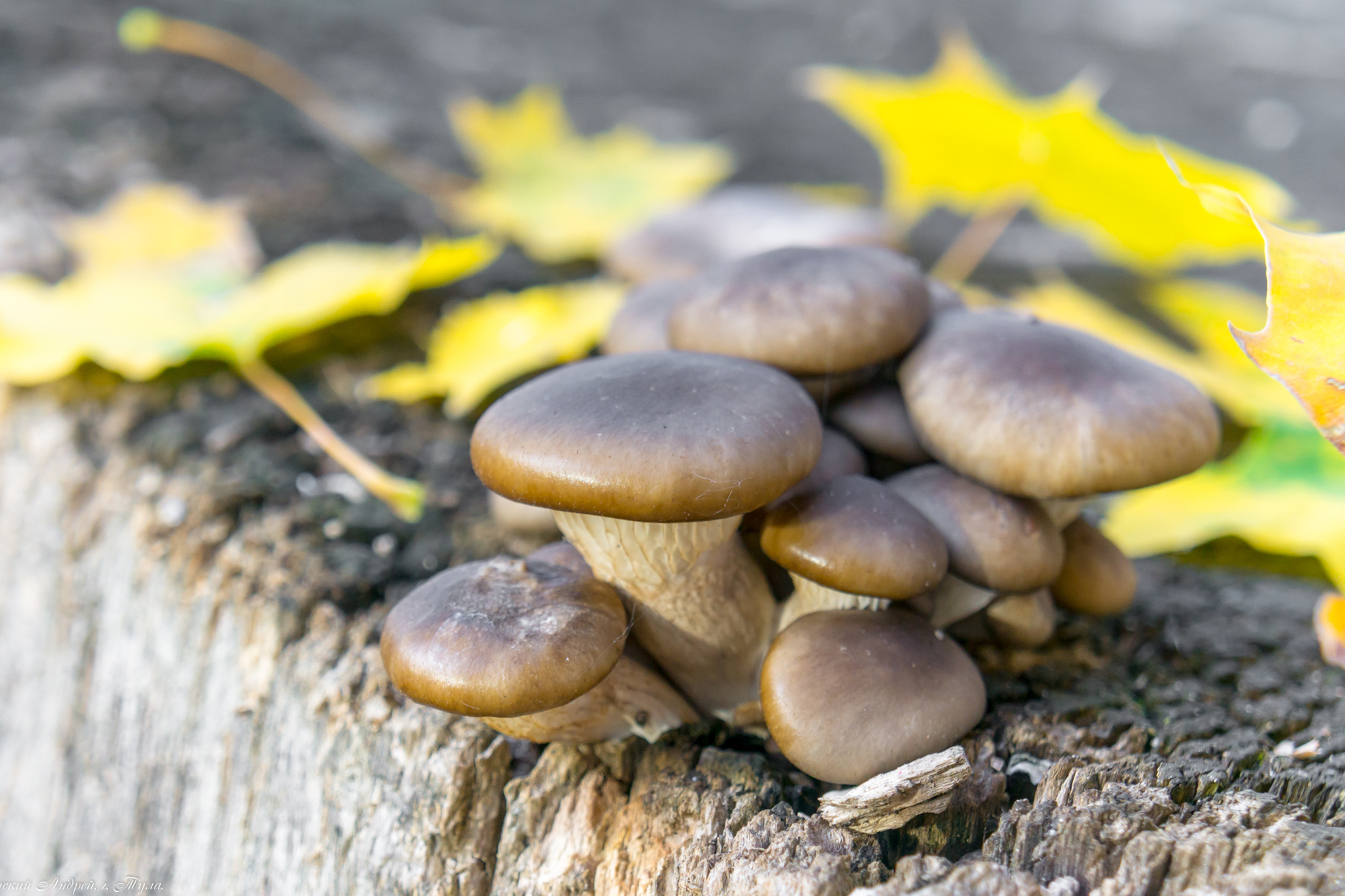 Золотая осень в Туле