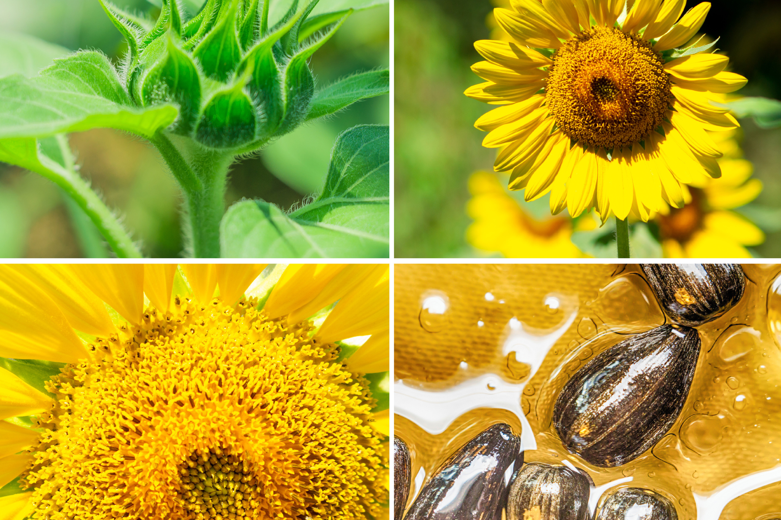 Коллаж. Предметный фотограф/видеограф Алексей Филатов, г. Тюмень