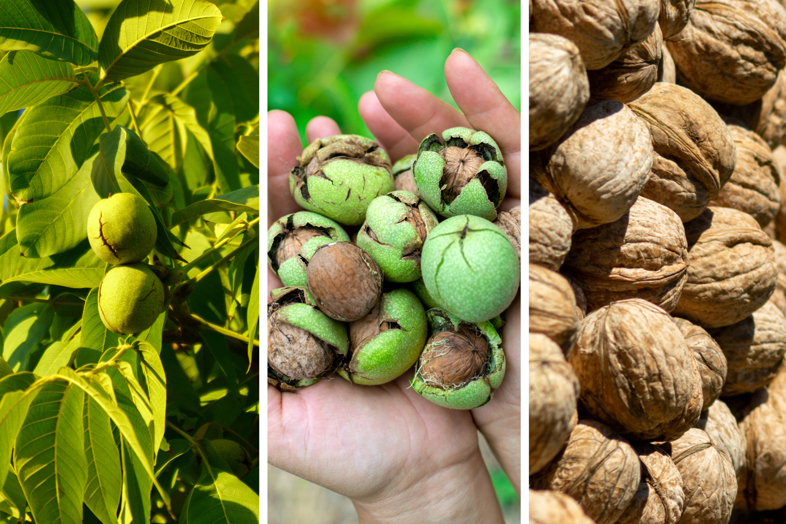 Коллаж. Предметный фотограф/видеограф Алексей Филатов, г. Тюмень