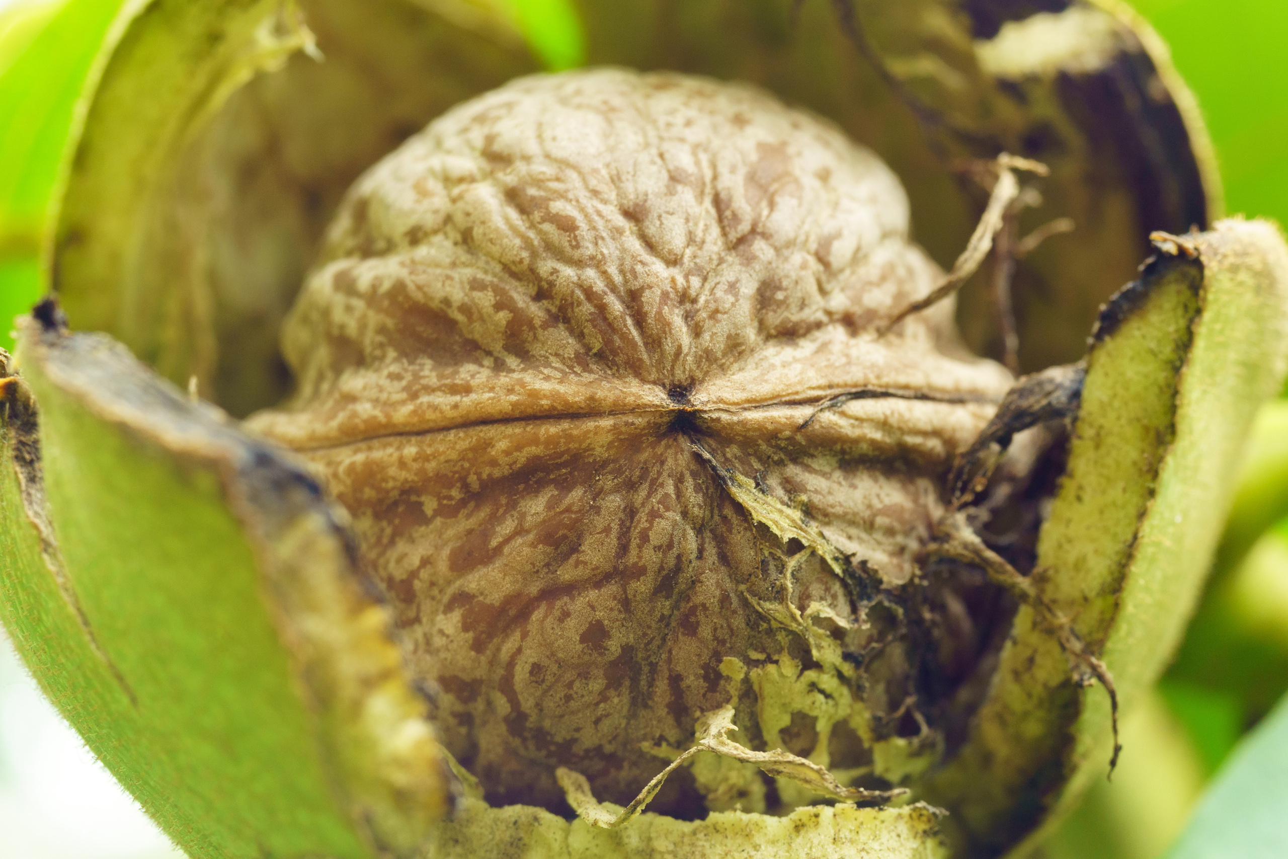 Природа. Предметный фотограф/видеограф Алексей Филатов, г. Тюмень