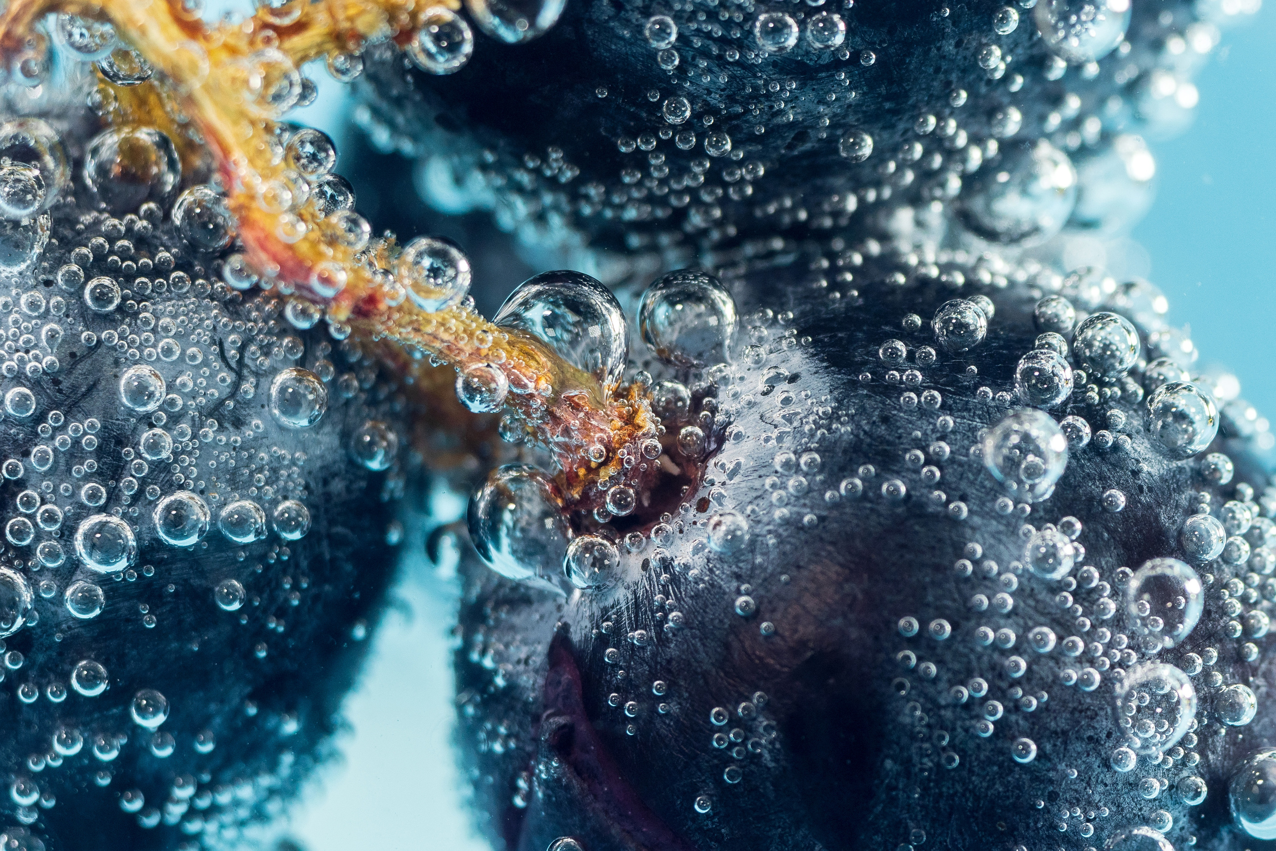 Макро. Предметный фотограф/видеограф Алексей Филатов, г. Тюмень