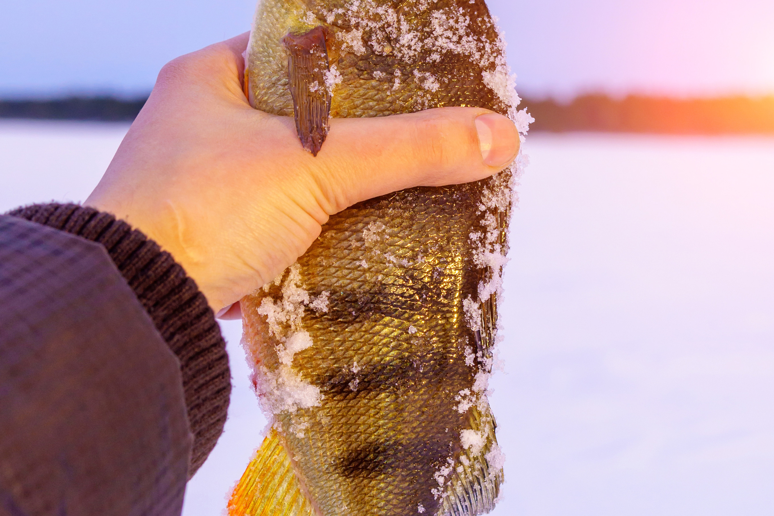 Природа. Предметный фотограф/видеограф Алексей Филатов, г. Тюмень