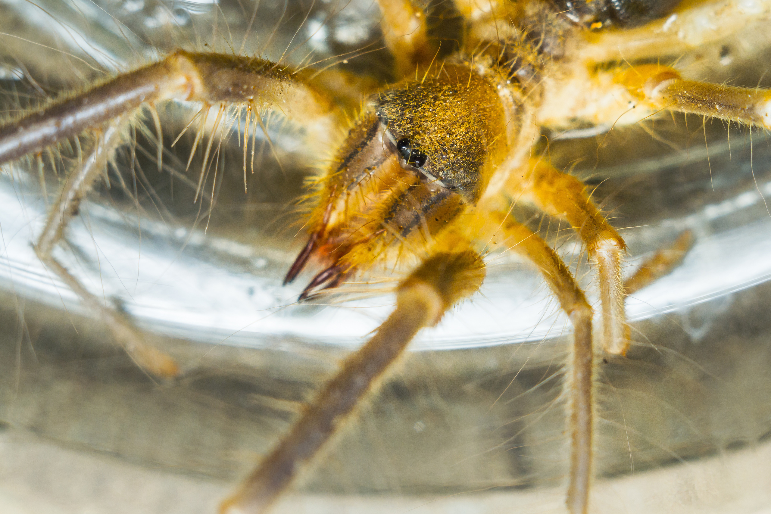 Макро. Предметный фотограф/видеограф Алексей Филатов, г. Тюмень