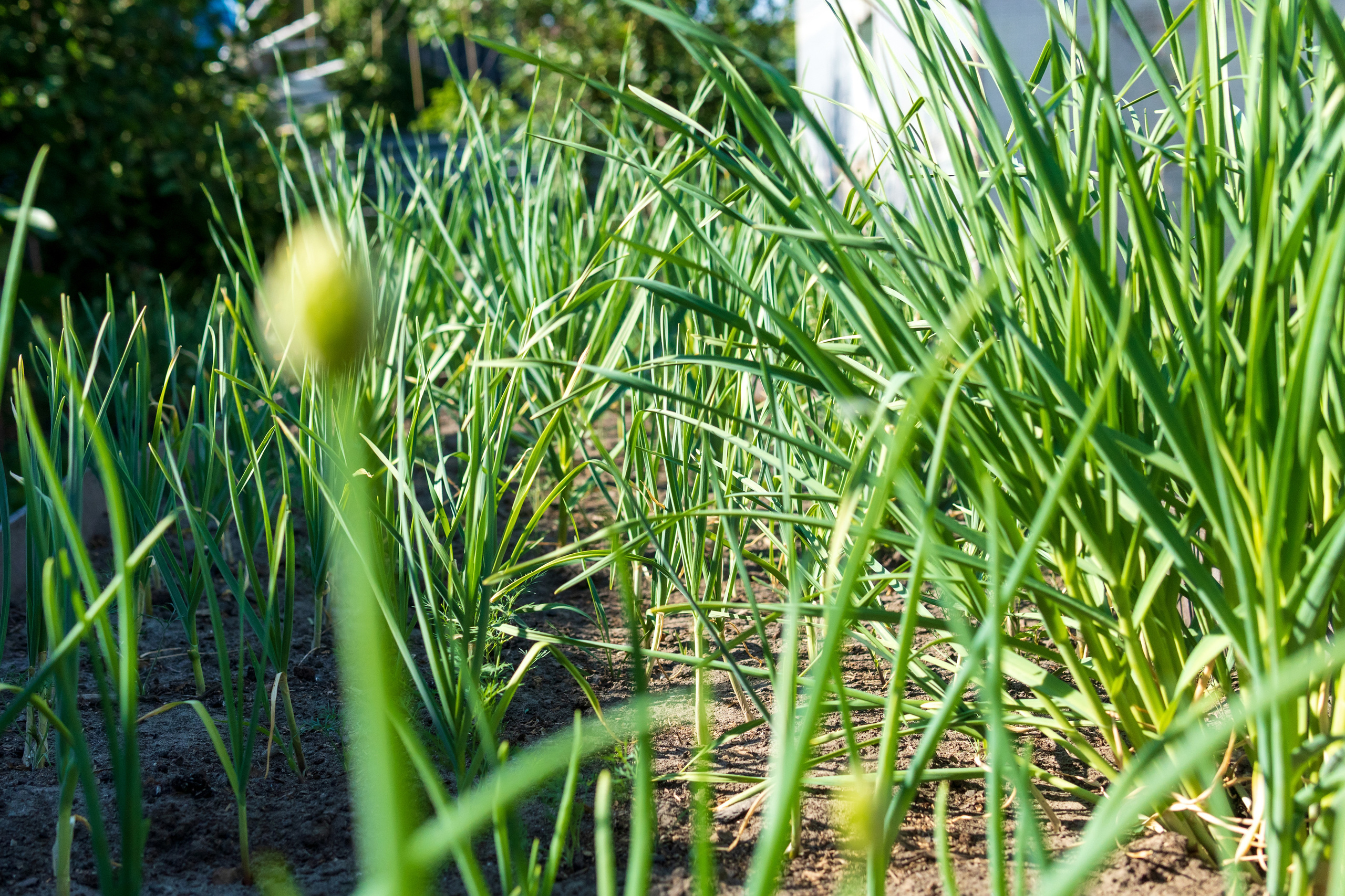 Природа. Предметный фотограф/видеограф Алексей Филатов, г. Тюмень