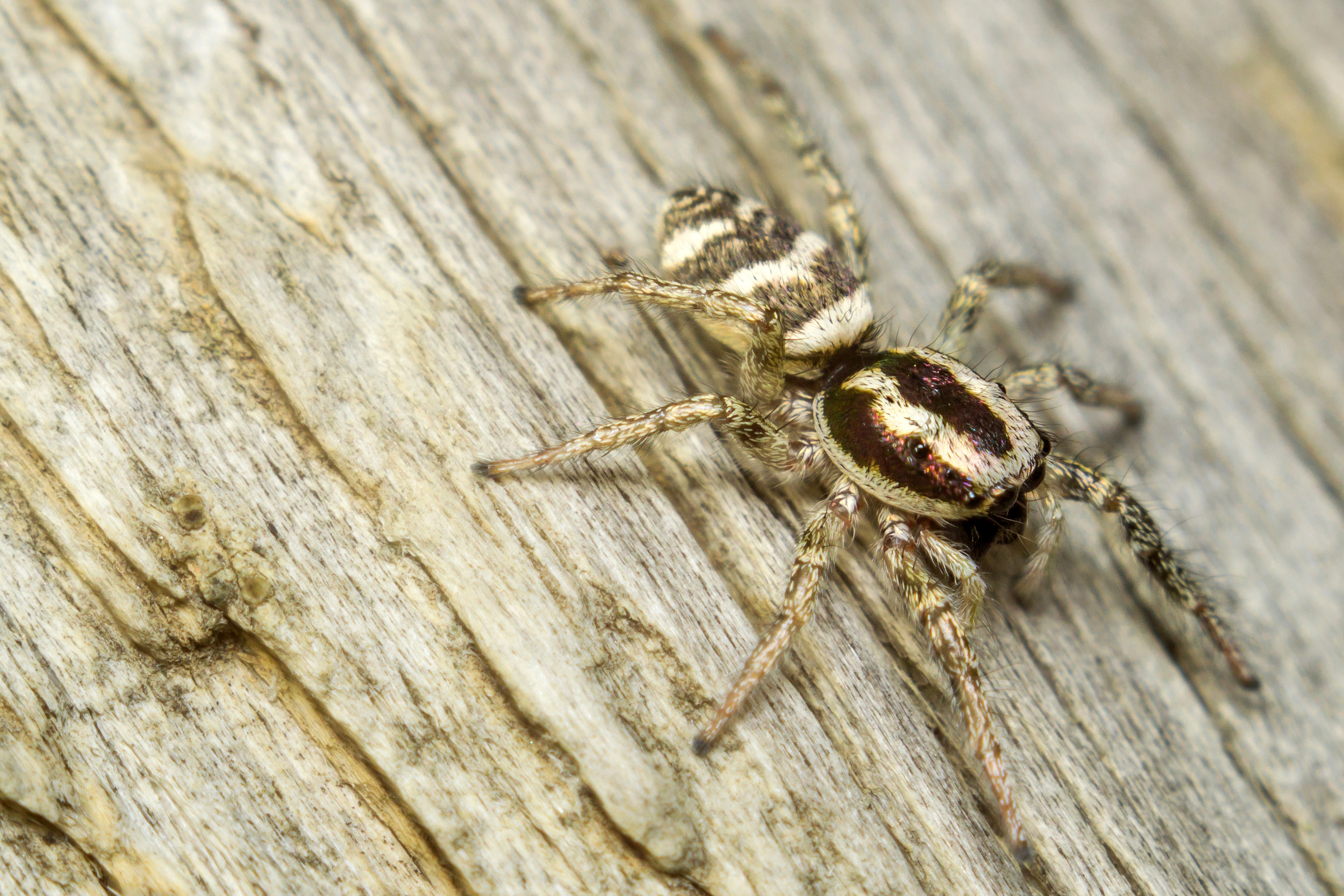 Макро. Предметный фотограф/видеограф Алексей Филатов, г. Тюмень