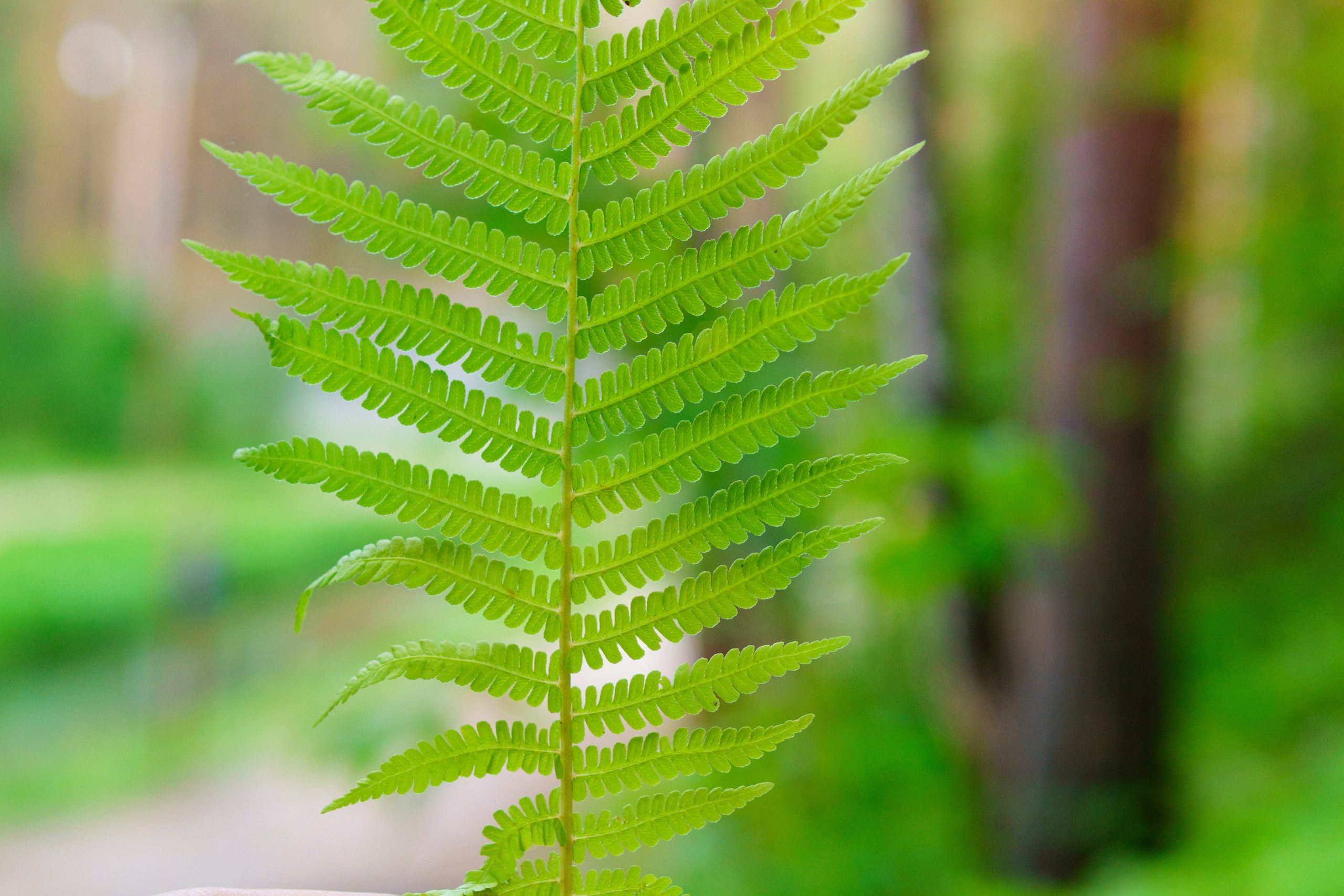 Природа. Предметный фотограф/видеограф Алексей Филатов, г. Тюмень