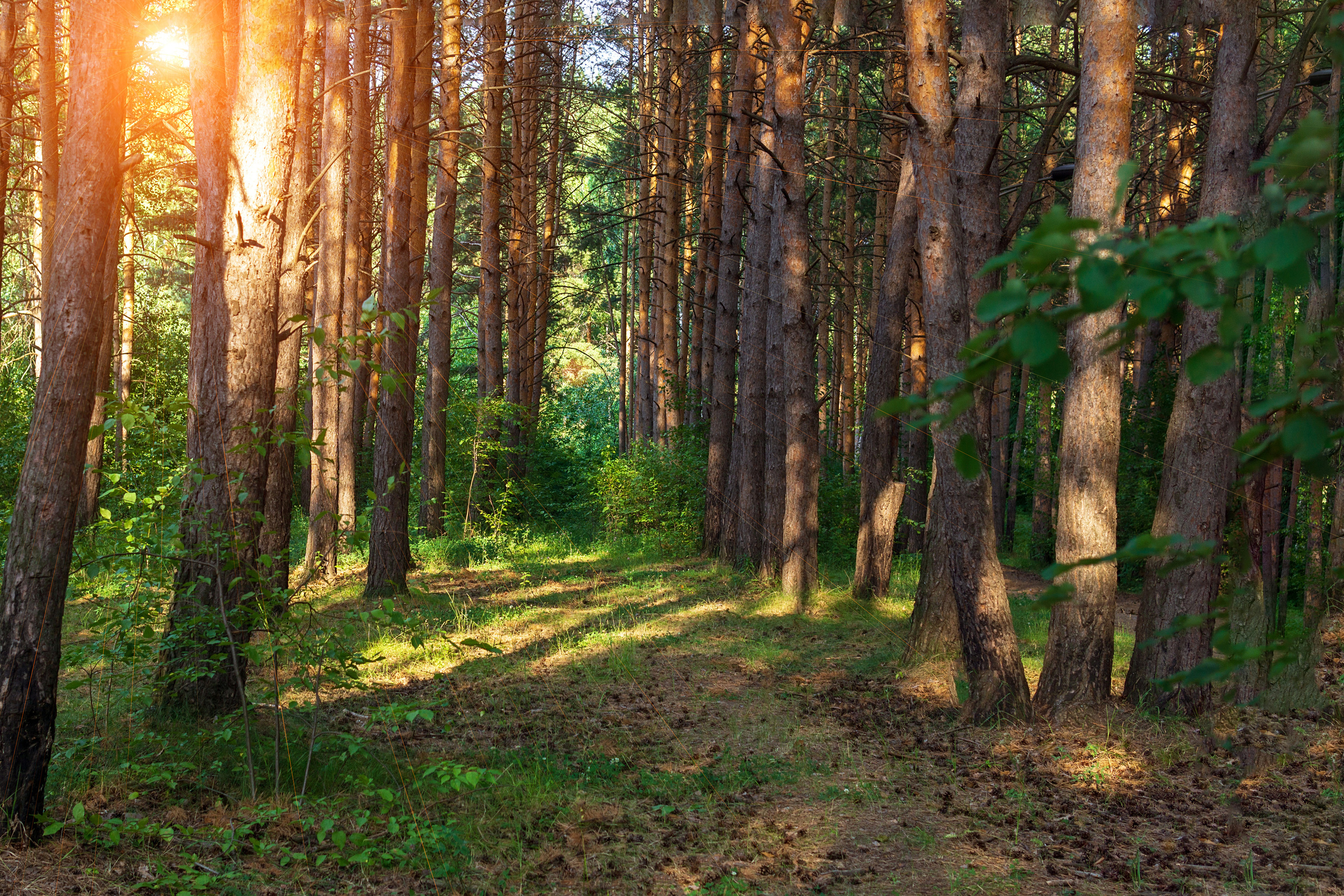 Пейзаж. Предметный фотограф/видеограф Алексей Филатов, г. Тюмень